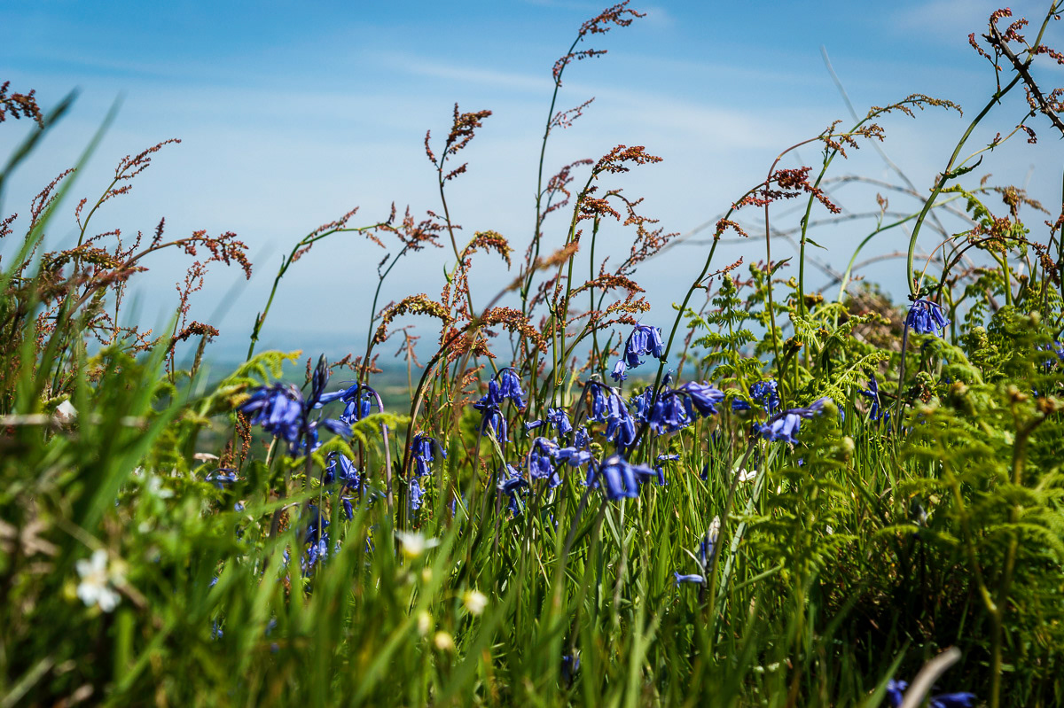 Bluebells near Ding Dong