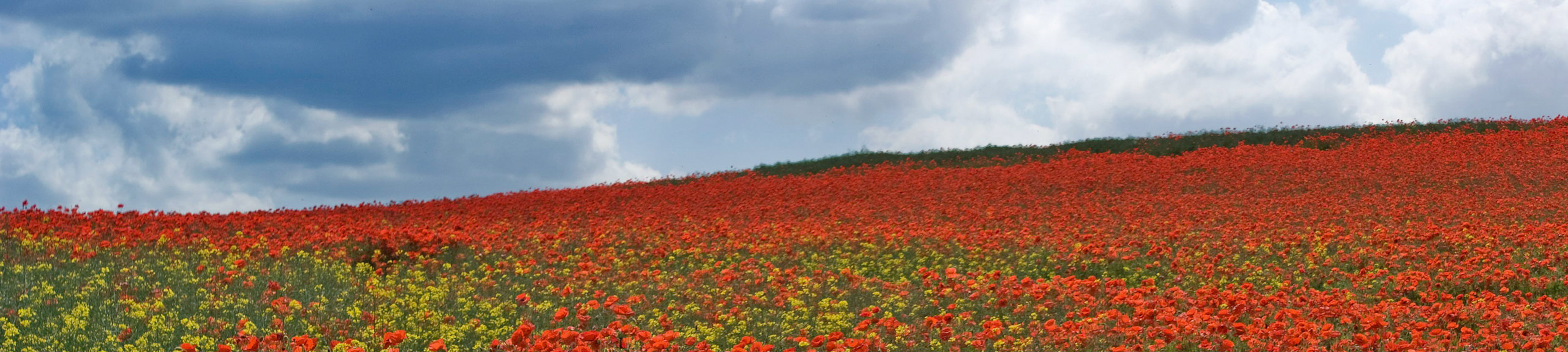 Poppy field near Castleford, West Yorkshire