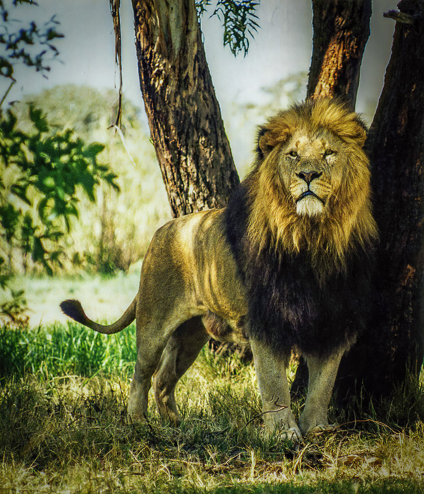 At the Lion Park near Johannesburg, South Africa