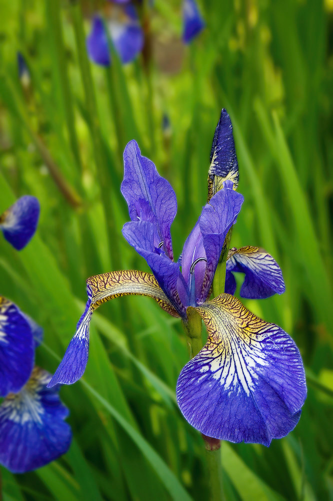 Irises