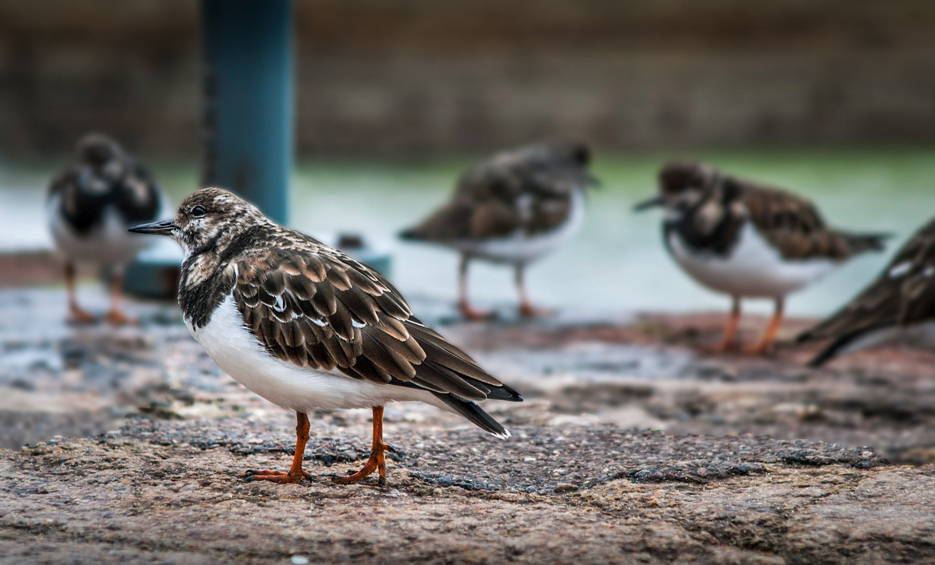 Turnstones