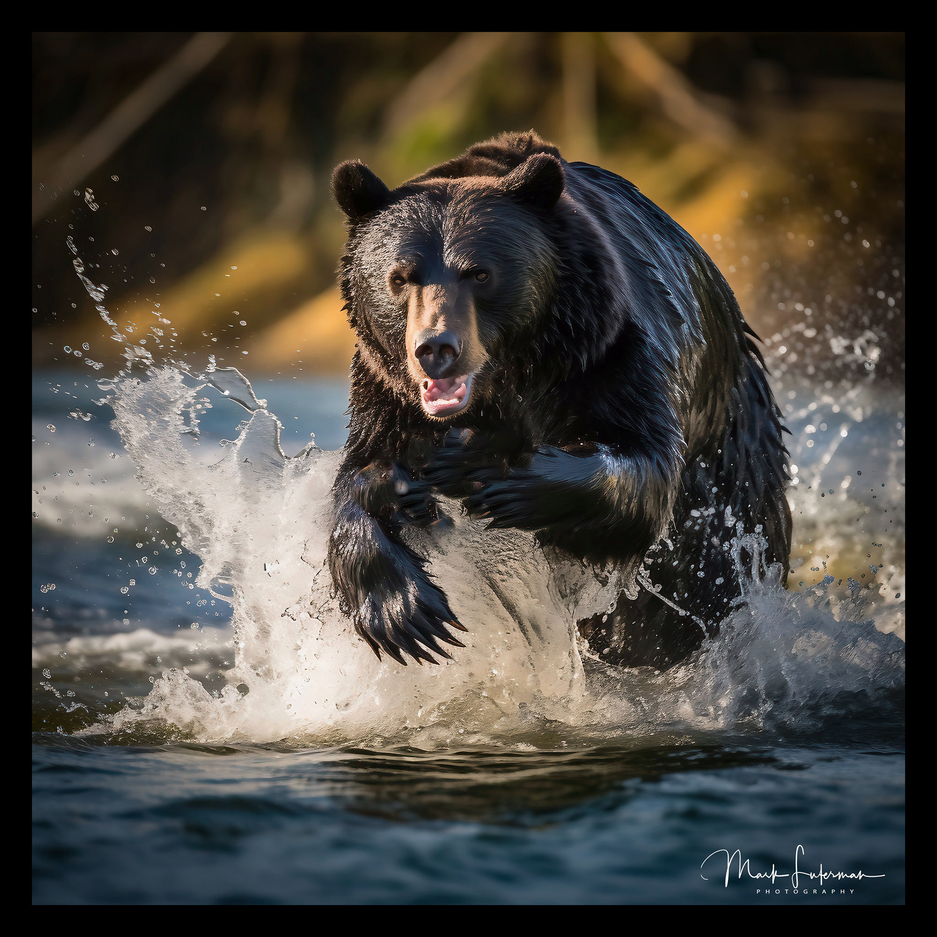 Bear