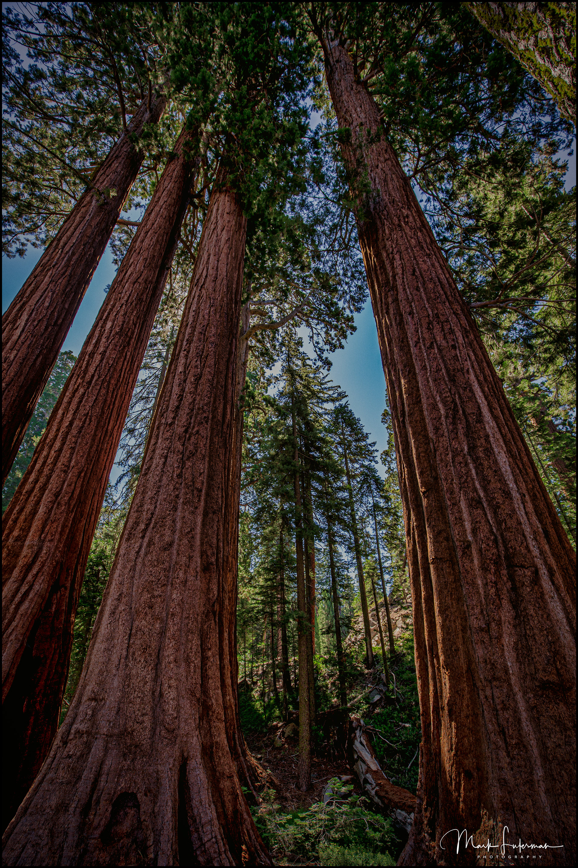 Sequoia NP