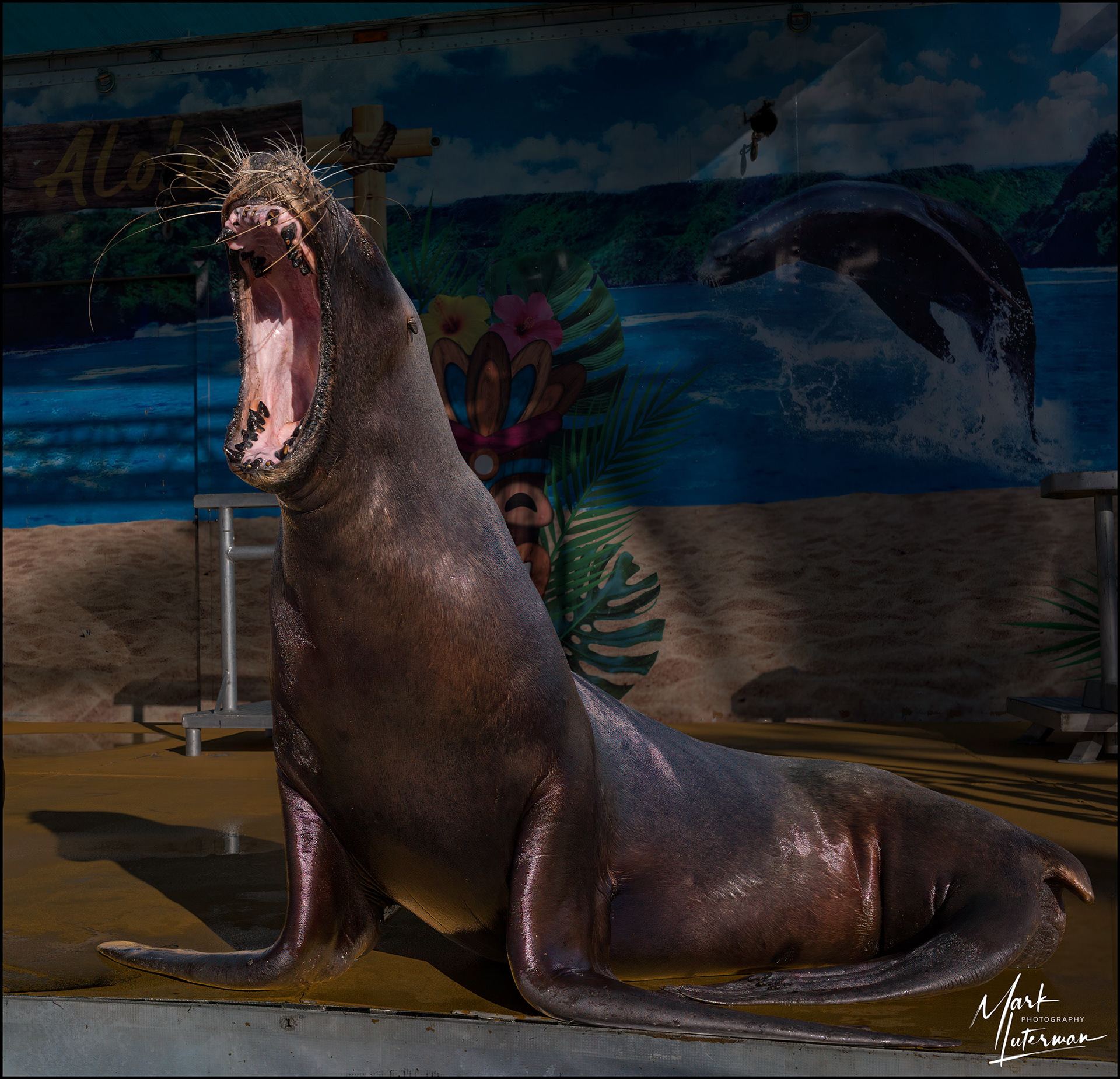 Seal