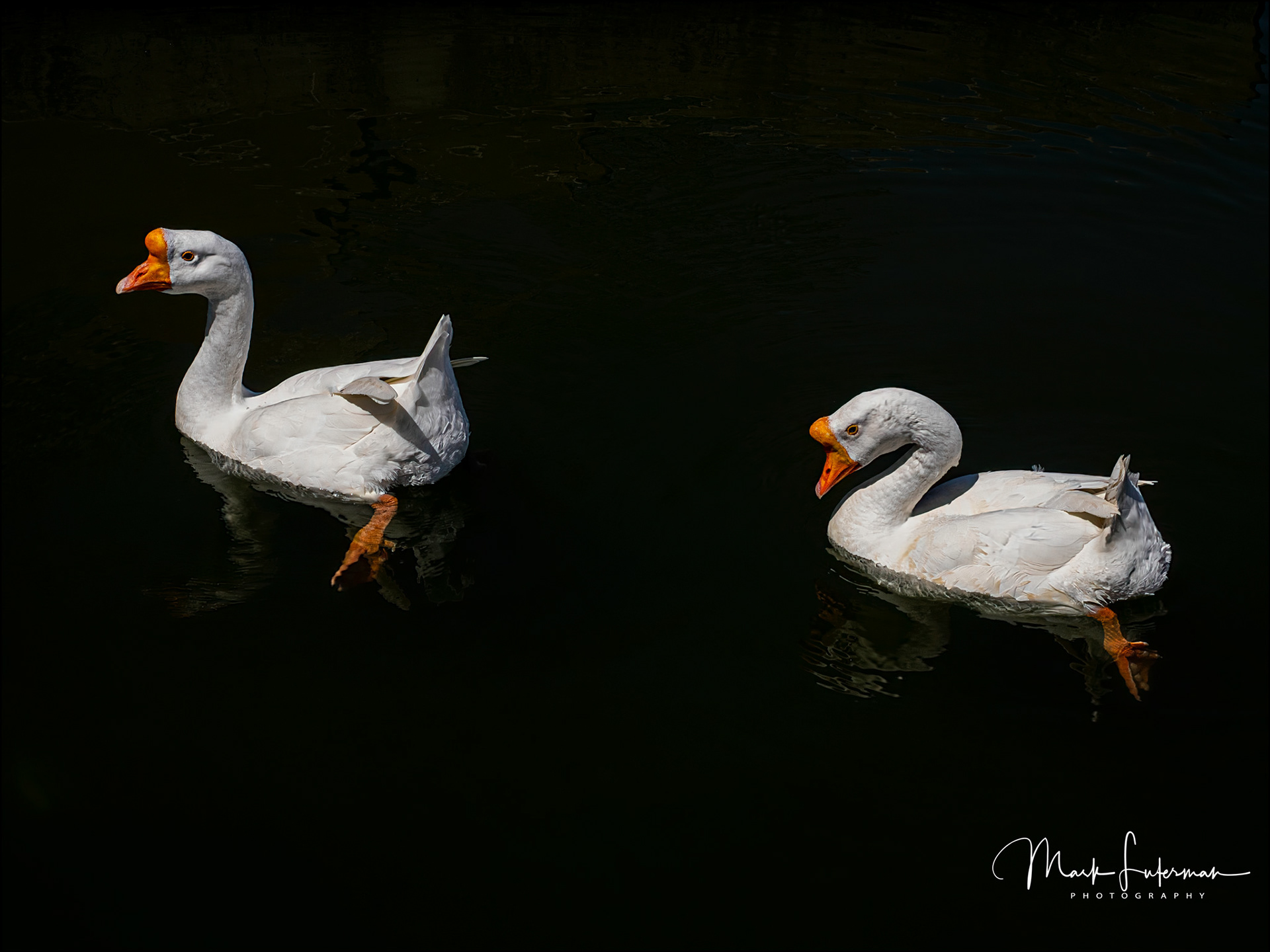 MacArthur Park Denizens