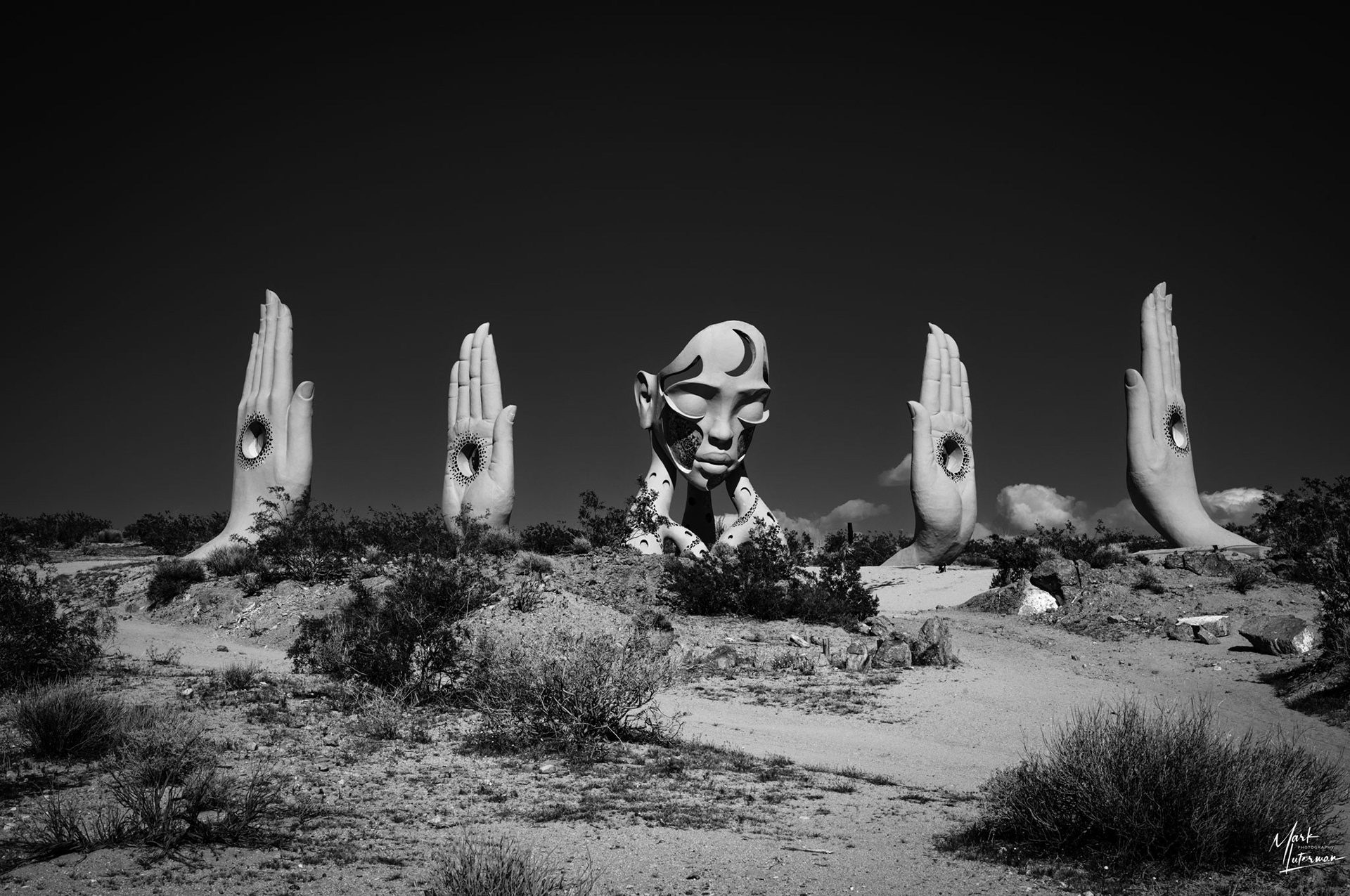 JoshuaTRansmission Tree