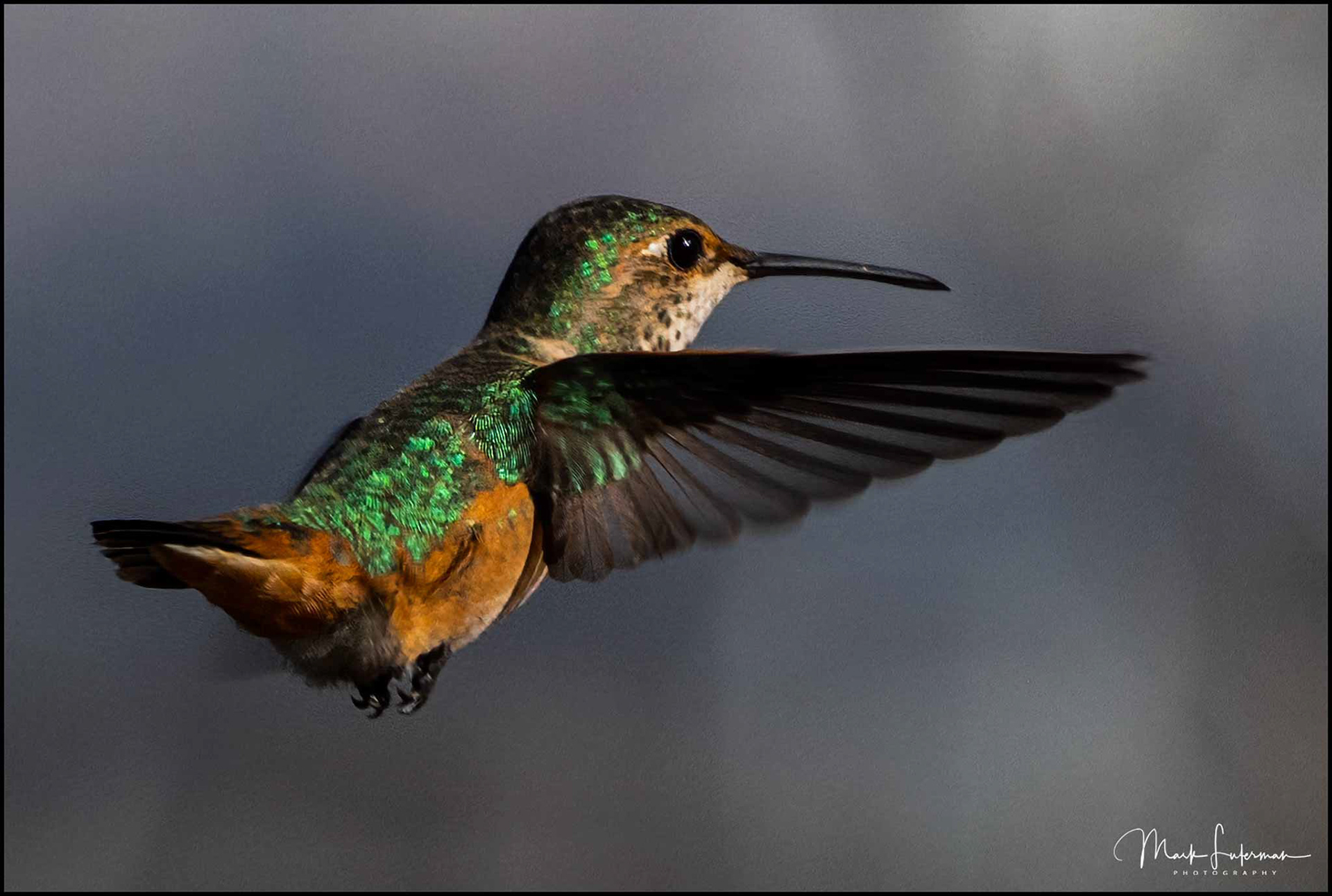 Hahn Park Hummingbird