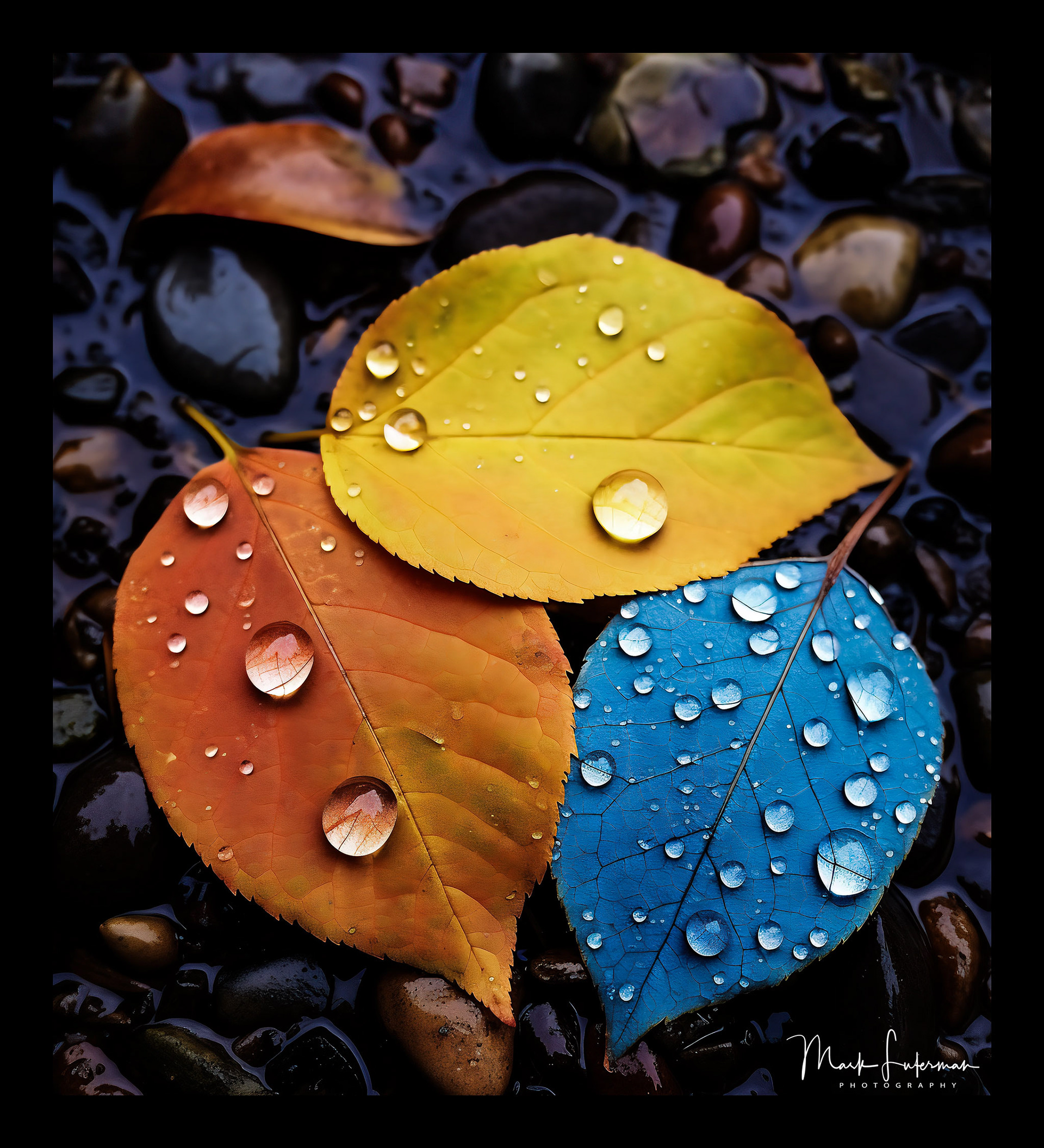 Leaves
