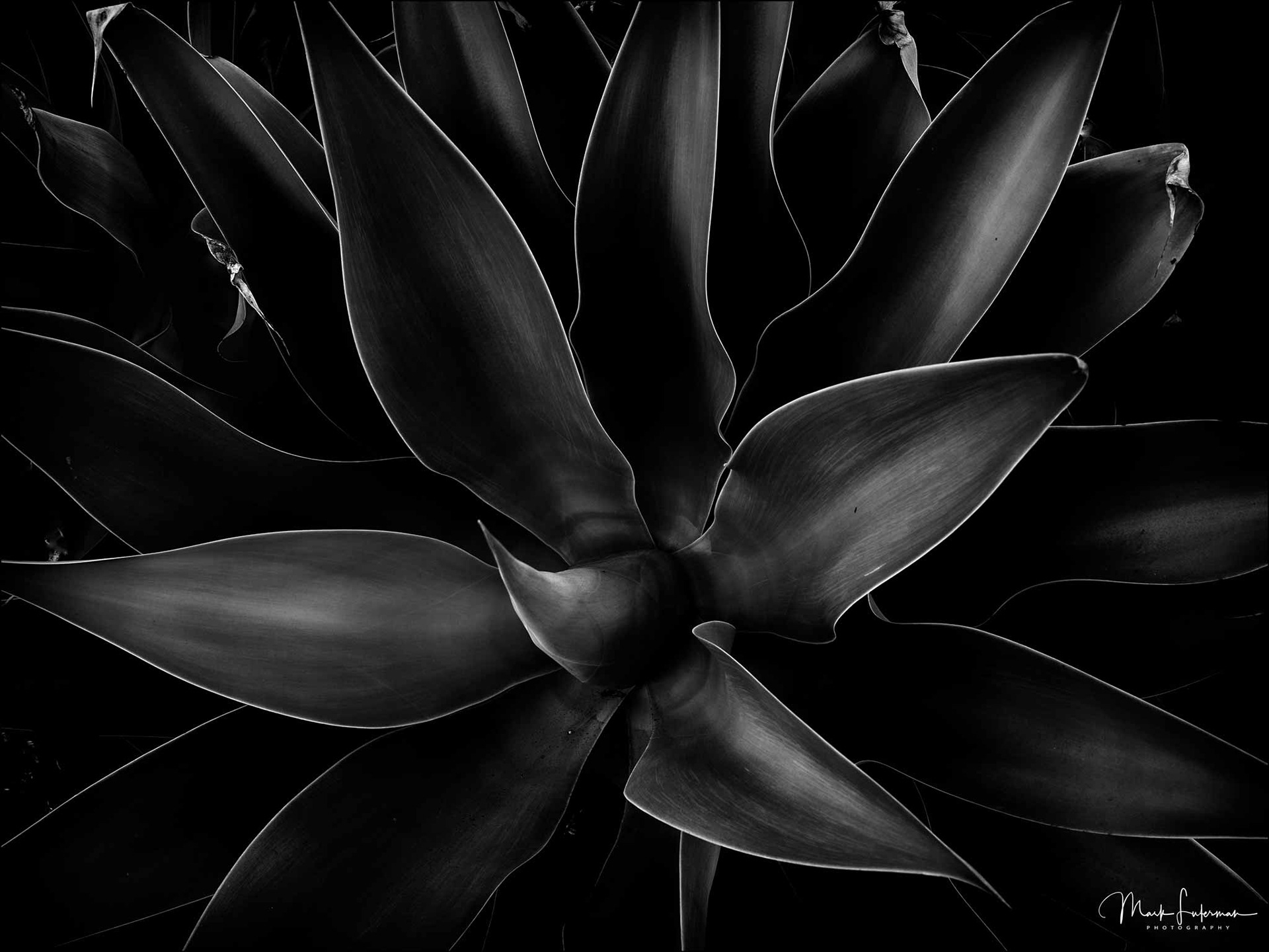 Some Plant