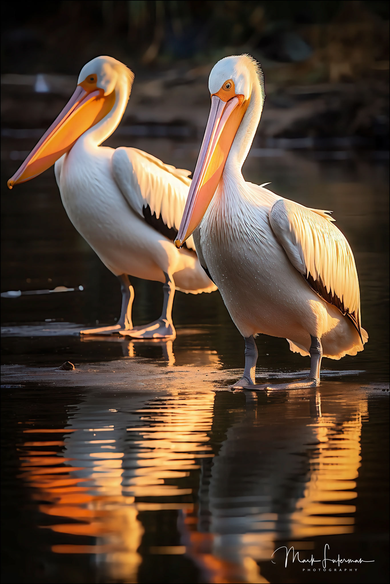 Pelican