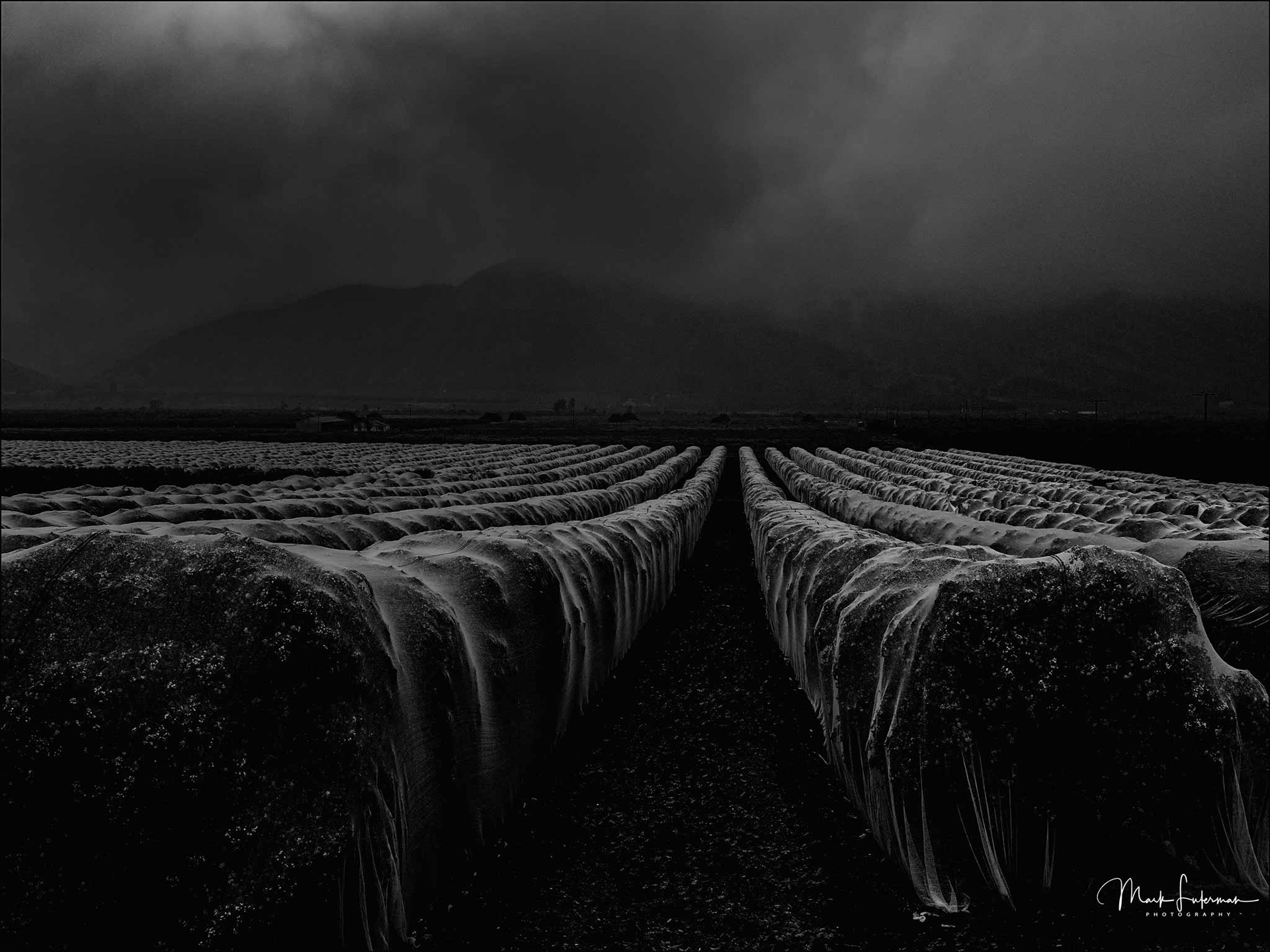 Orange Grove