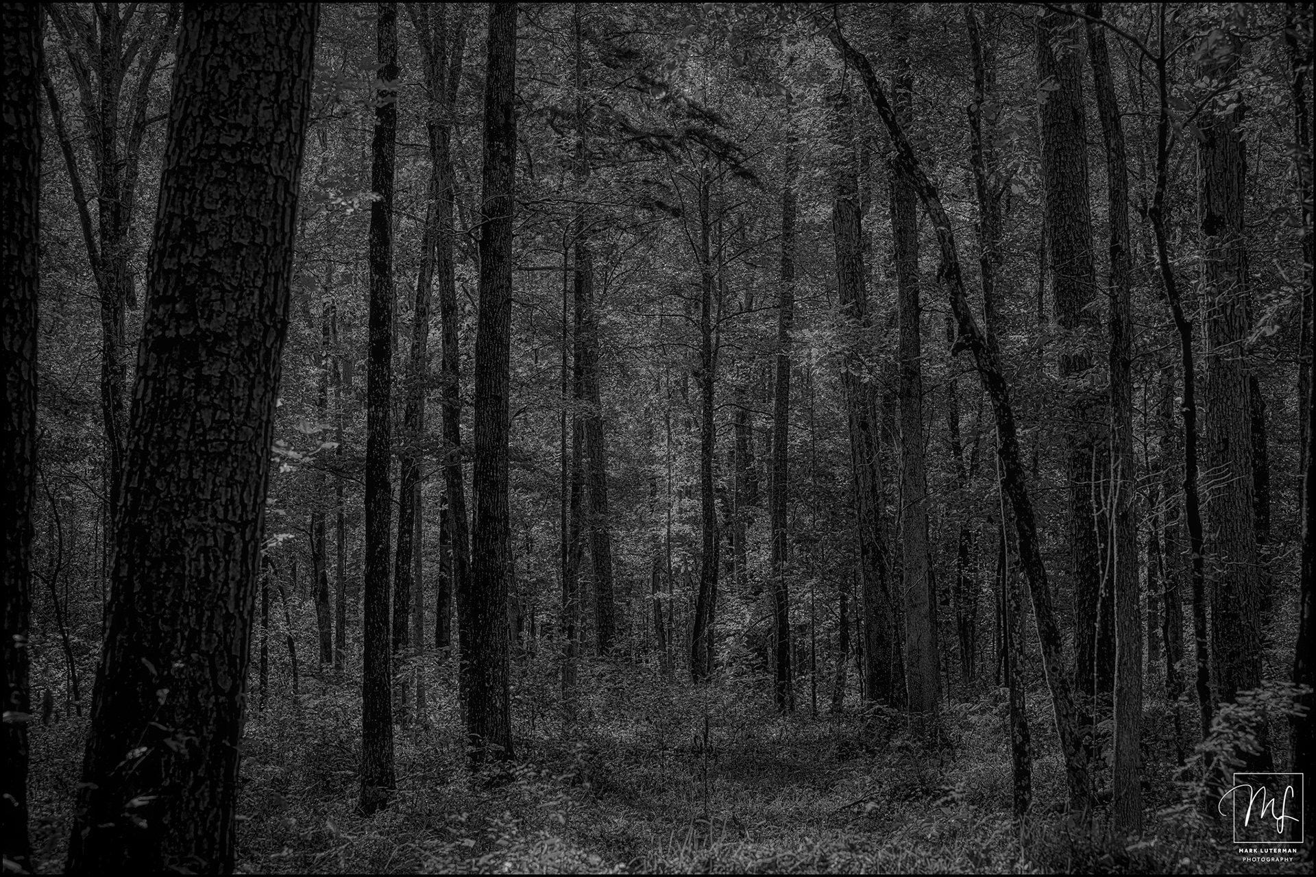 Woods
