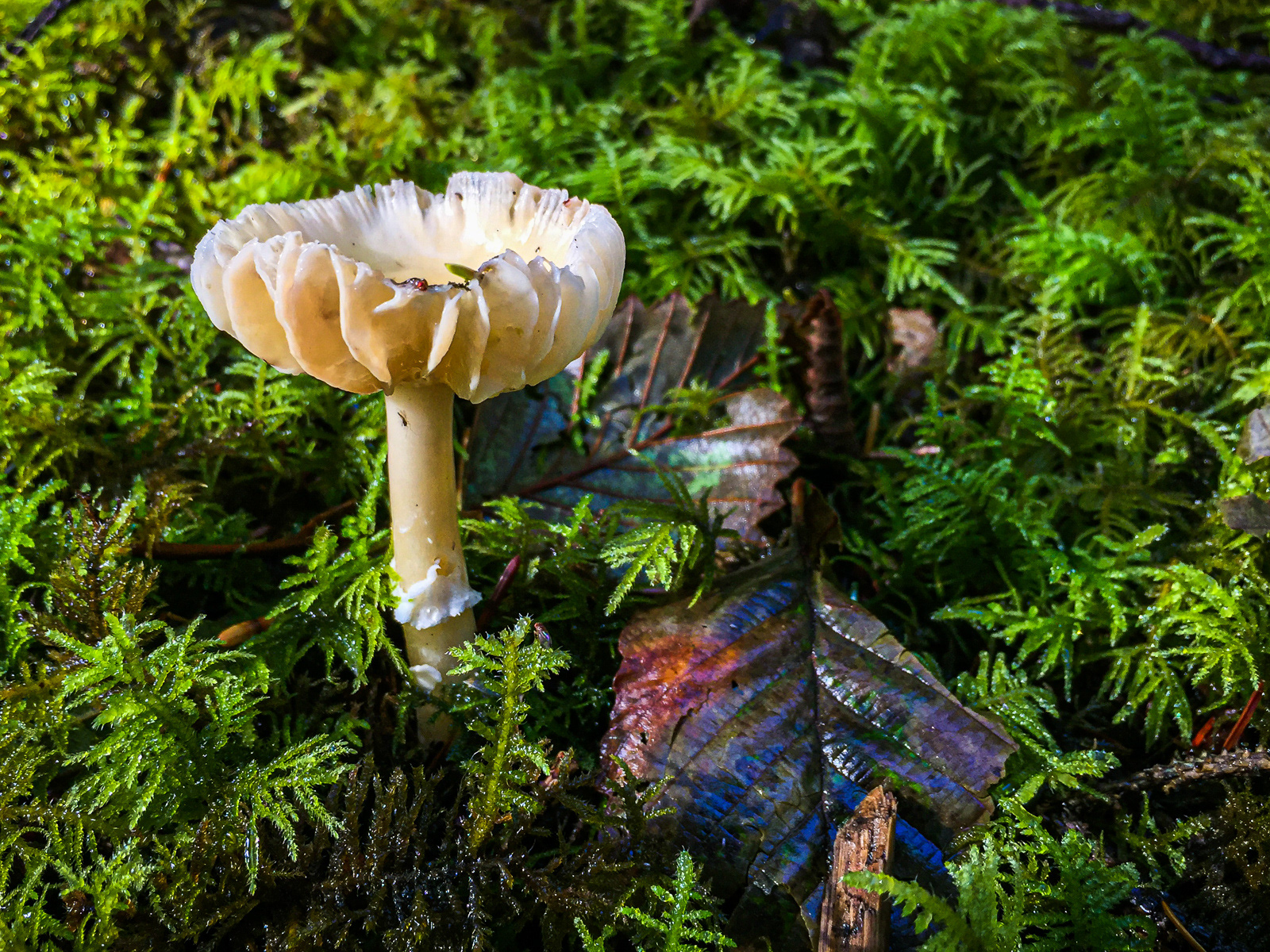 IMG_2385