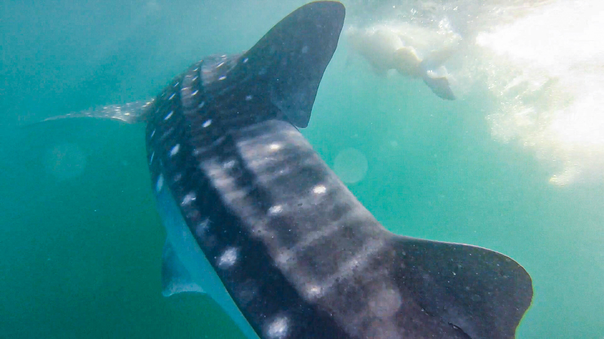 Swimming with the Whale Sharks-8