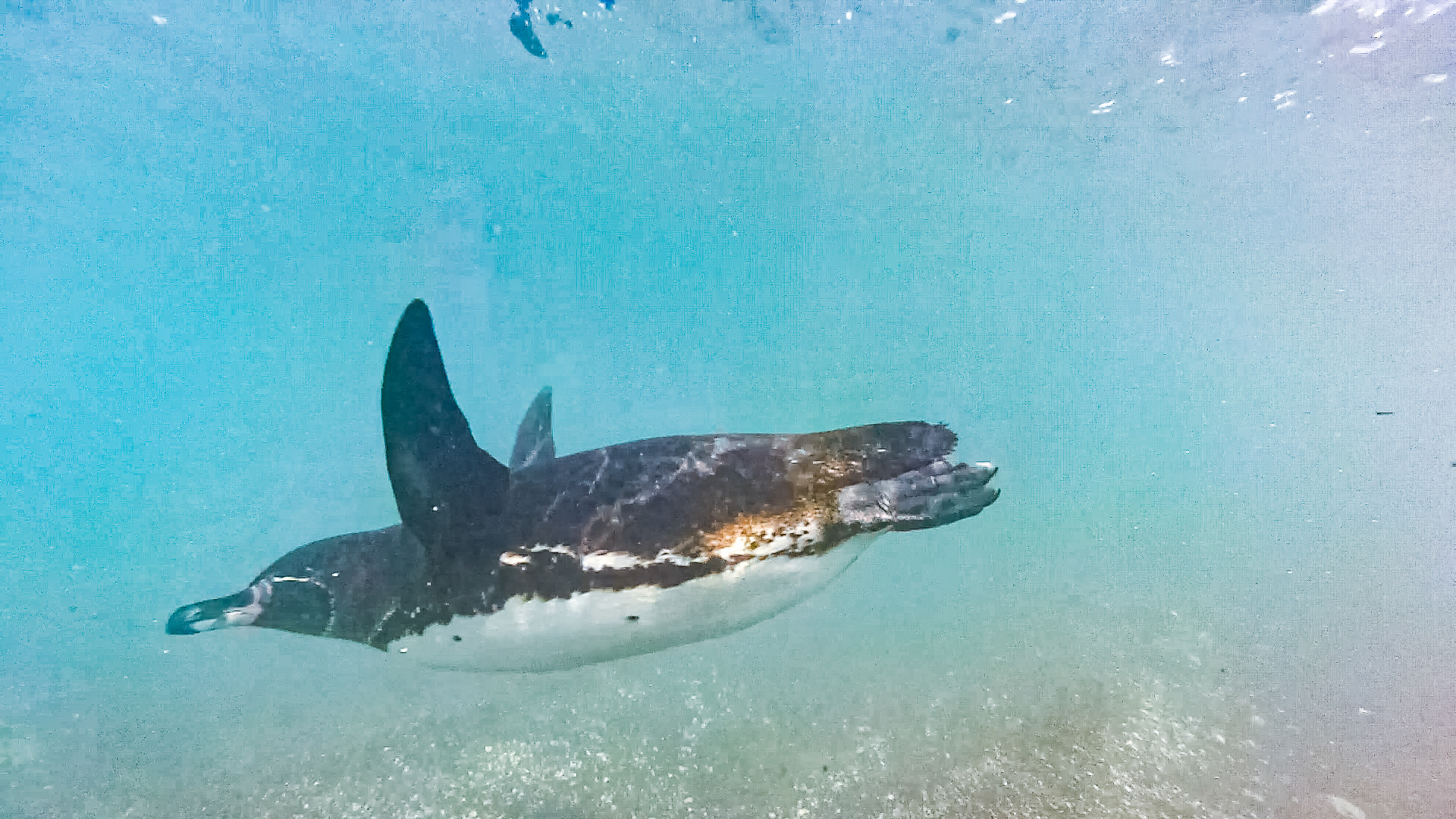 Isabela Island - Urbina Bay-37