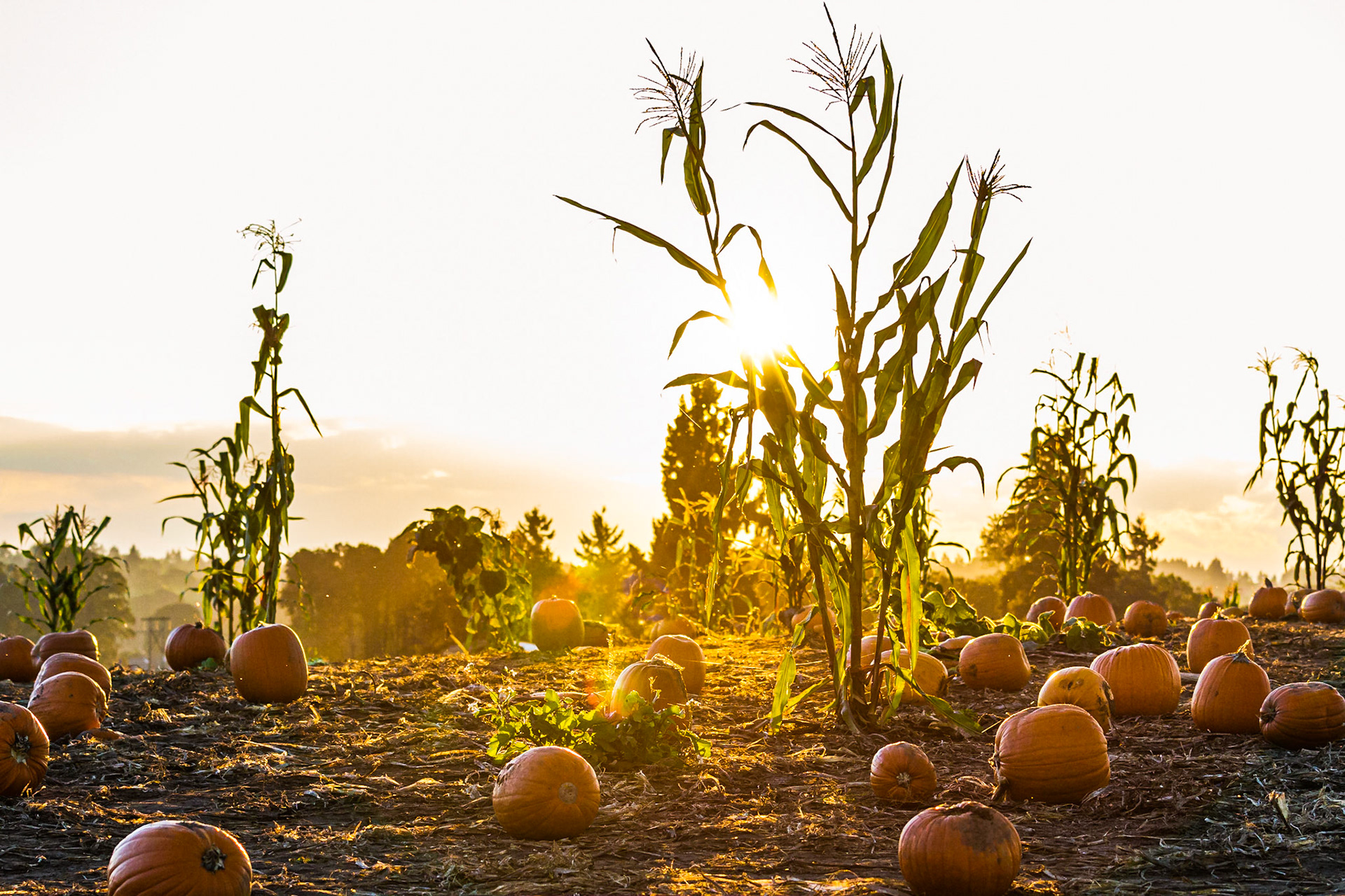 Sunset in the Pumpkin Patch (WA)