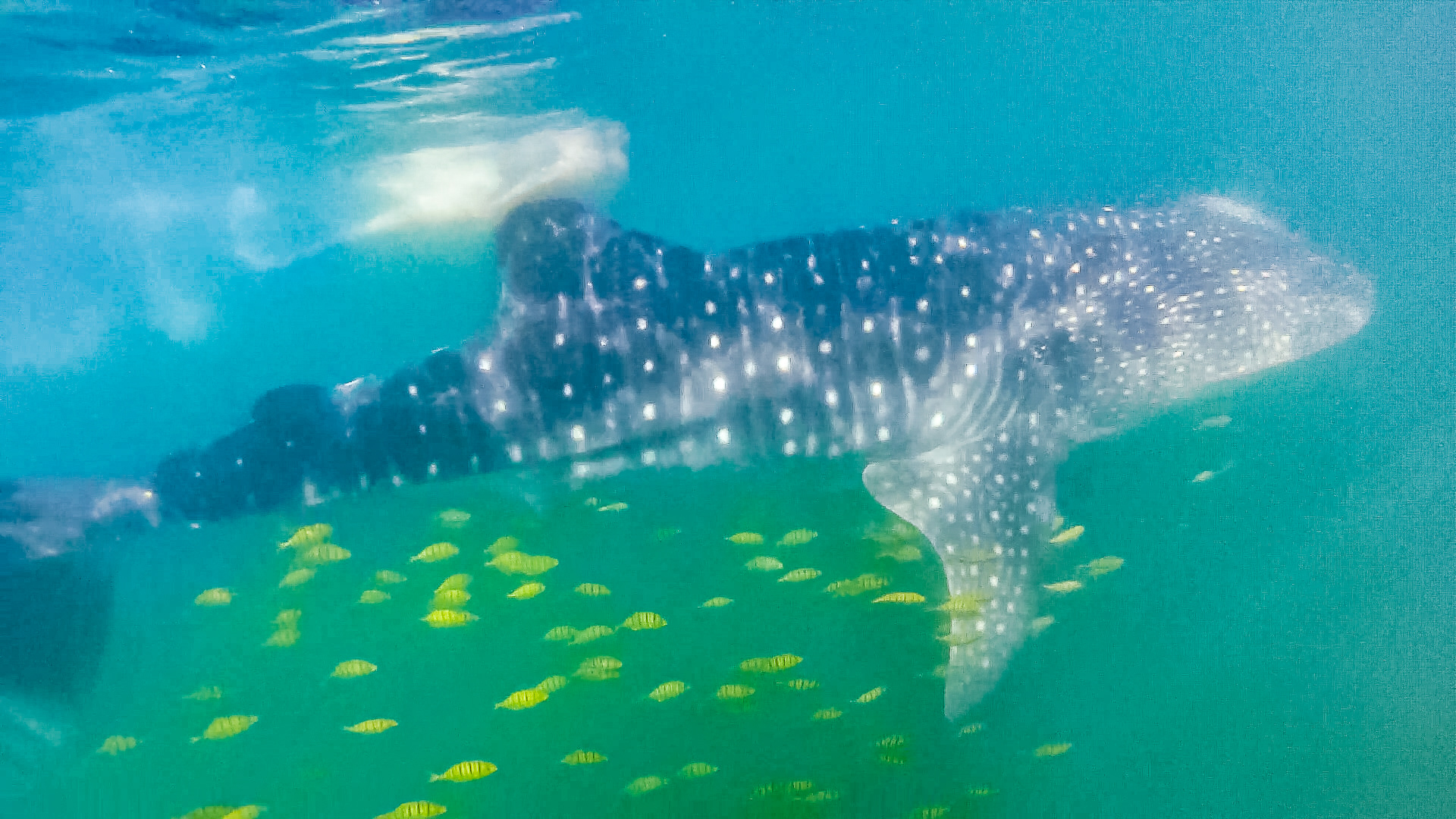 Swimming with the Whale Sharks-1