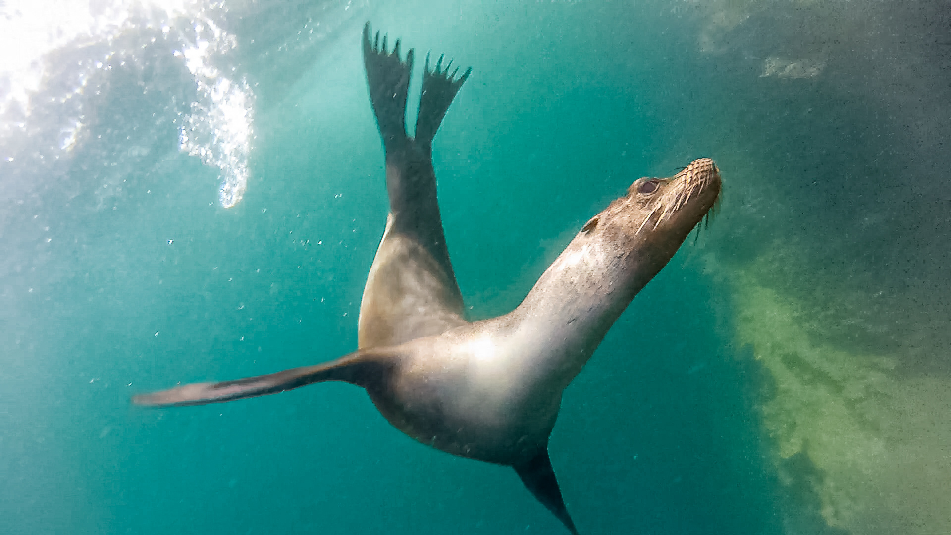 Isabela Island - Vicente Roca Point-11