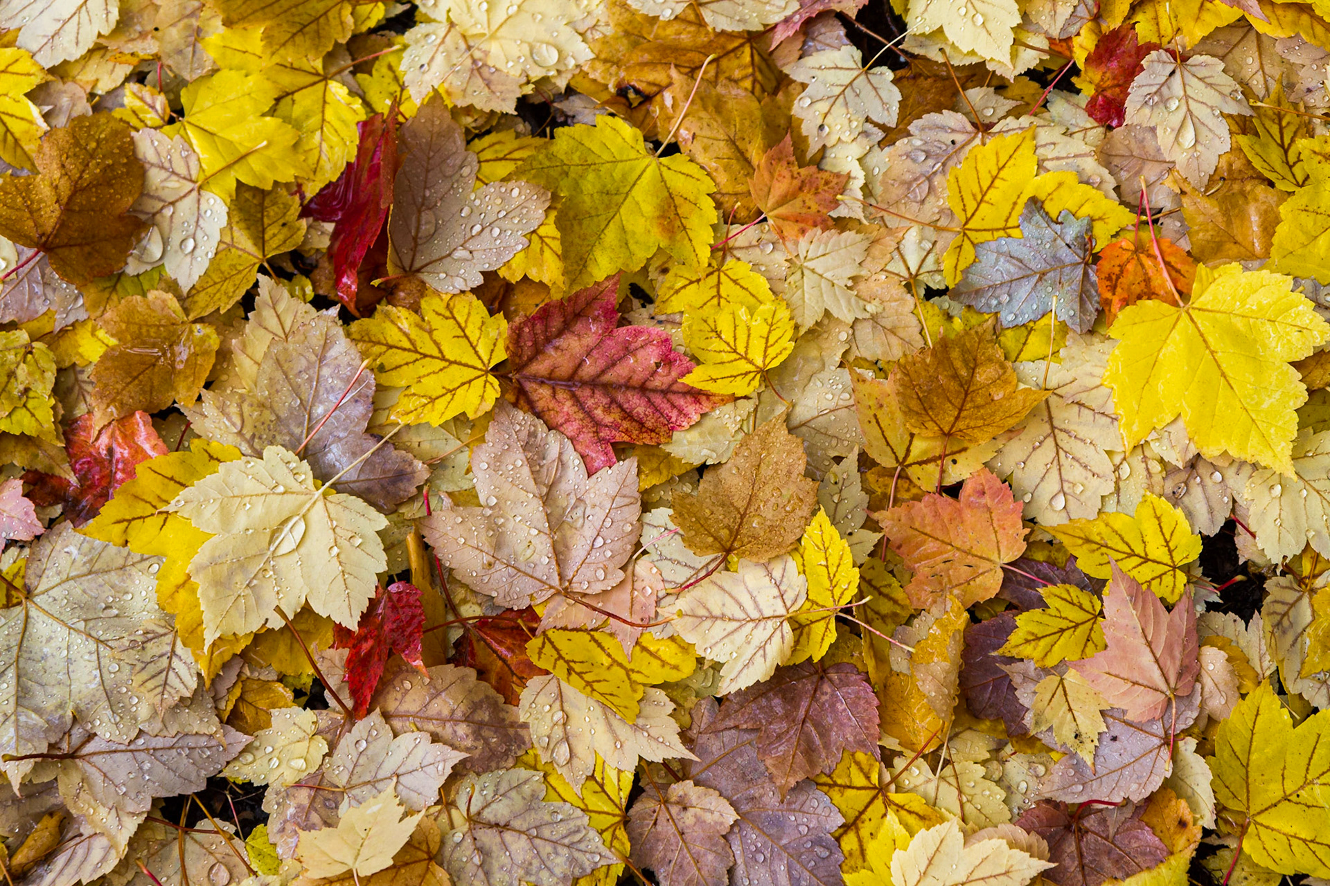 Fall leaves in Whistler,  BC (Canada)