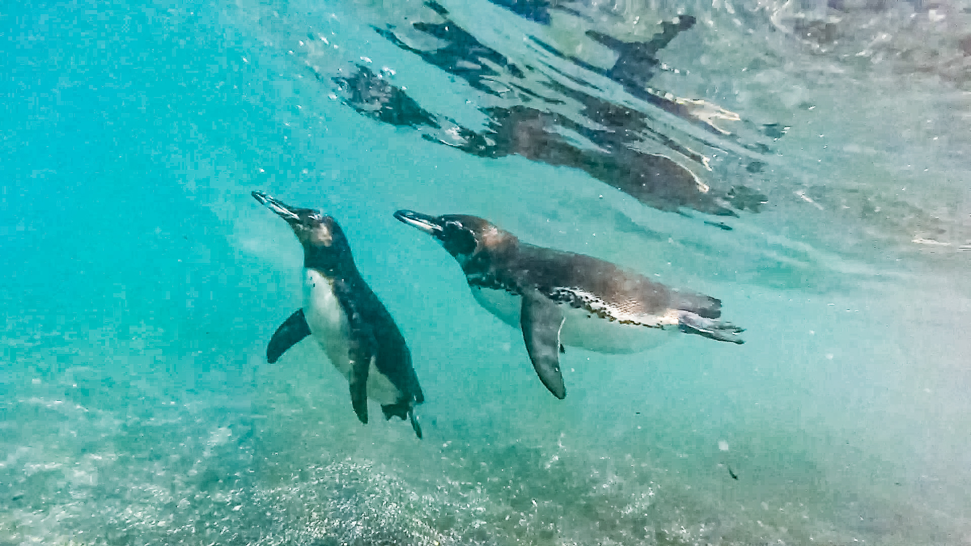 Isabela Island - Urbina Bay-24