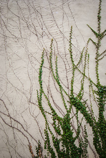 The drone might mistake things like vines for cracks
