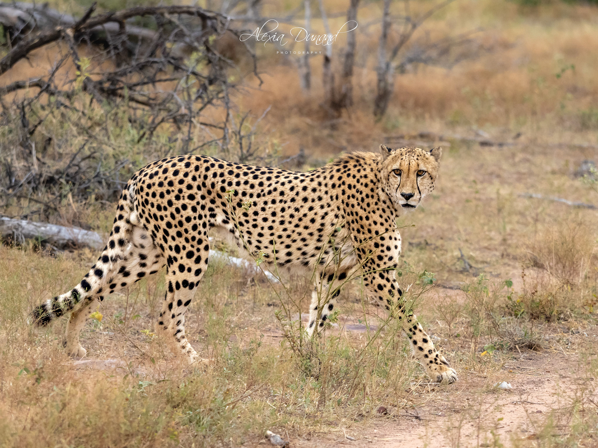 Guépard à l'affut