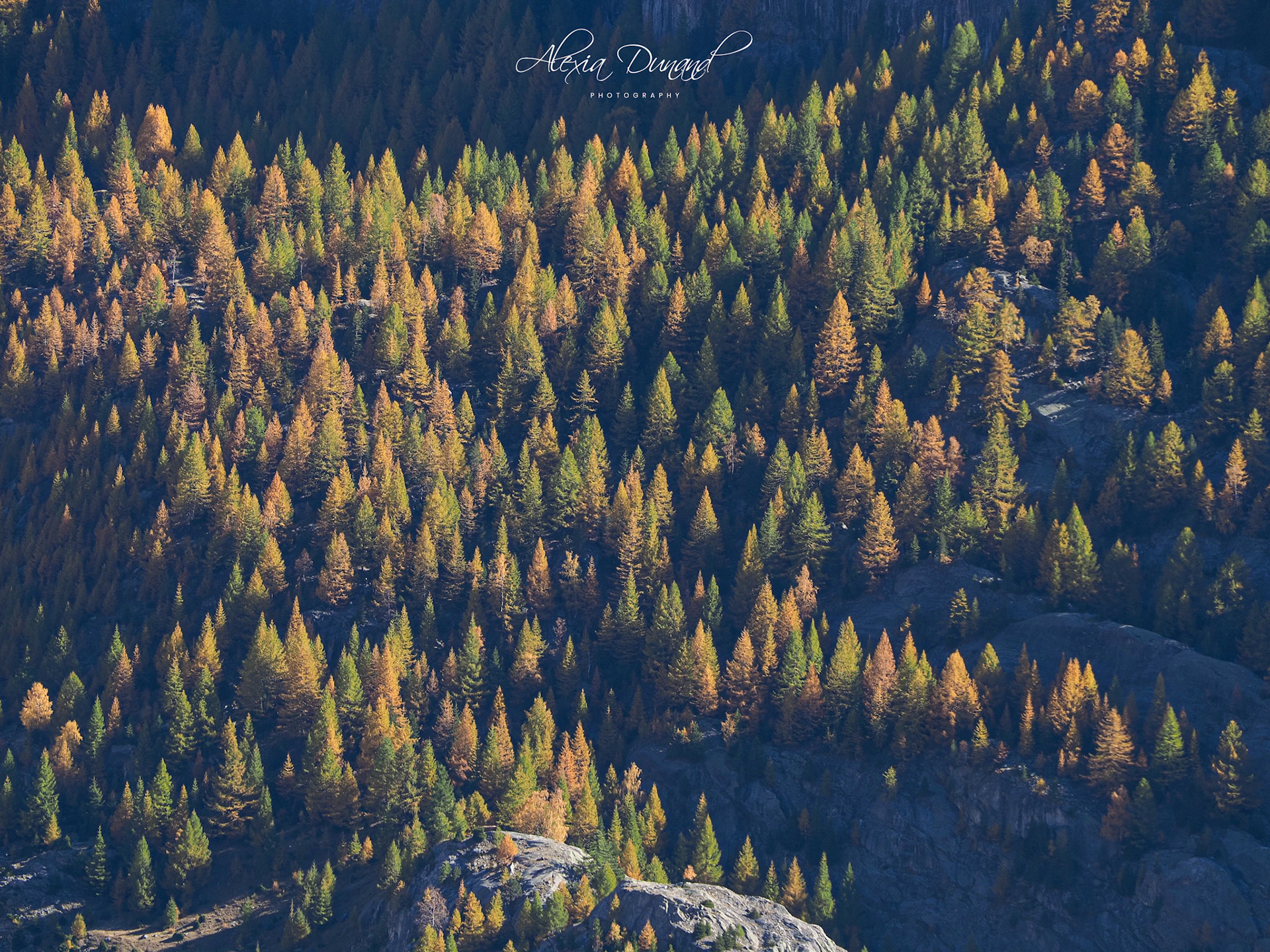 Forêt de mélèzes à l'automne, Valais, Suisse