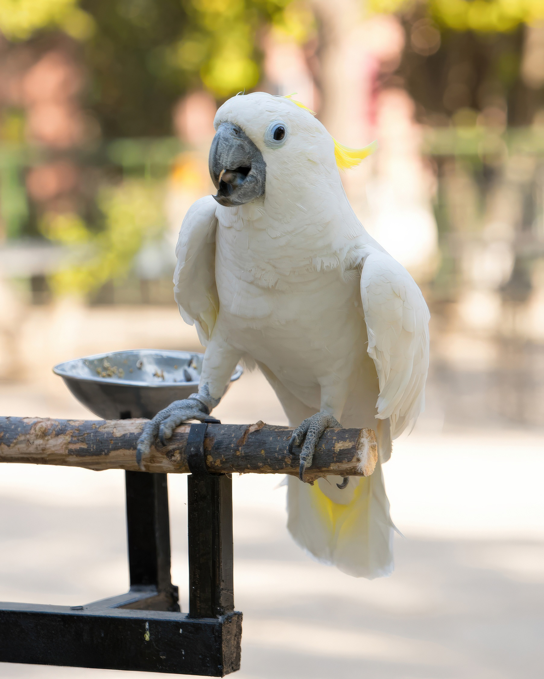 smiling parrot photo