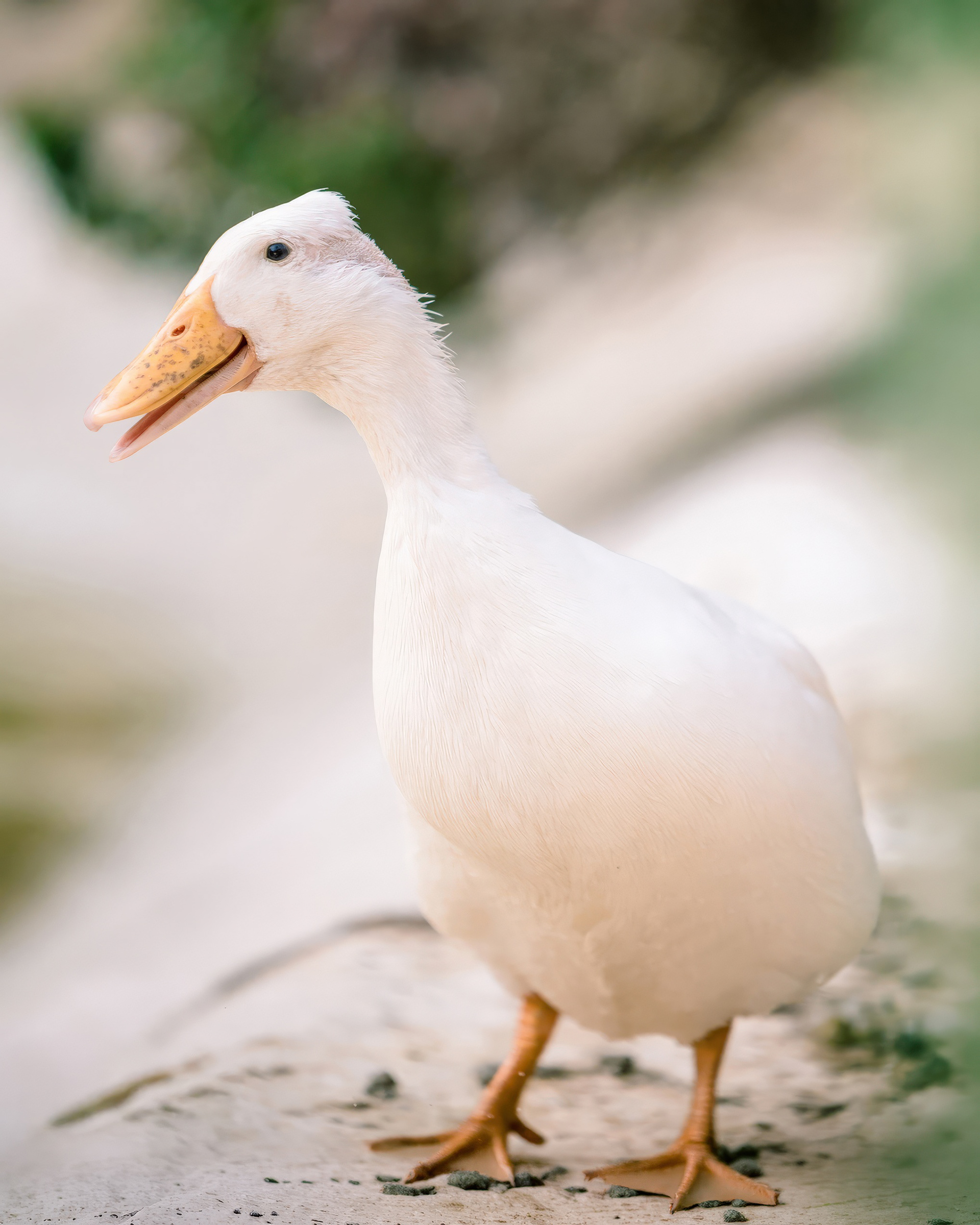A duck smiling at the camera