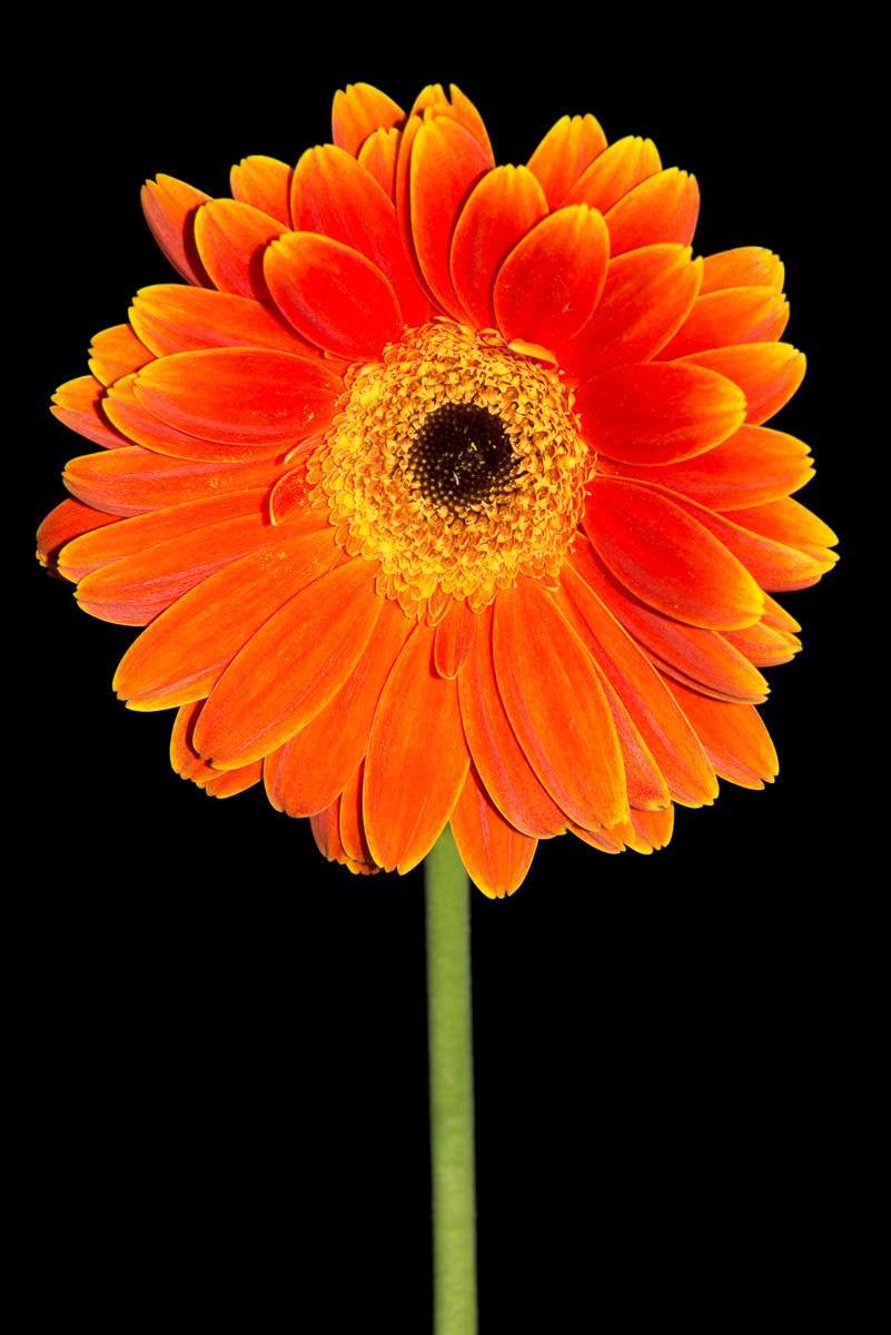 Gerber Daisy orange