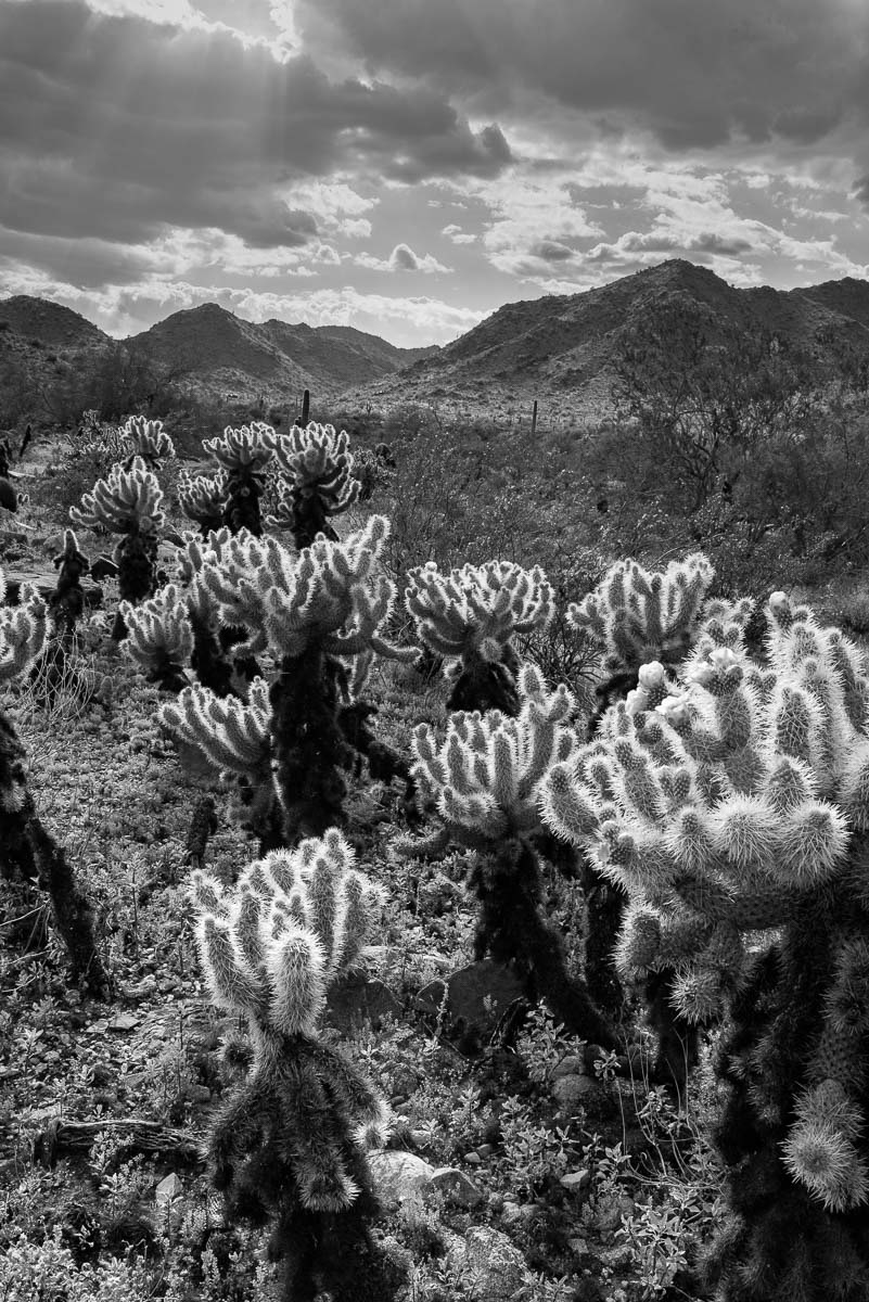 Teddy Bear Cholla-B&W
