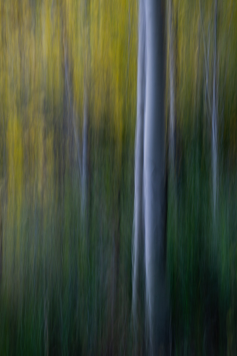 Aspen Trees Abstract
