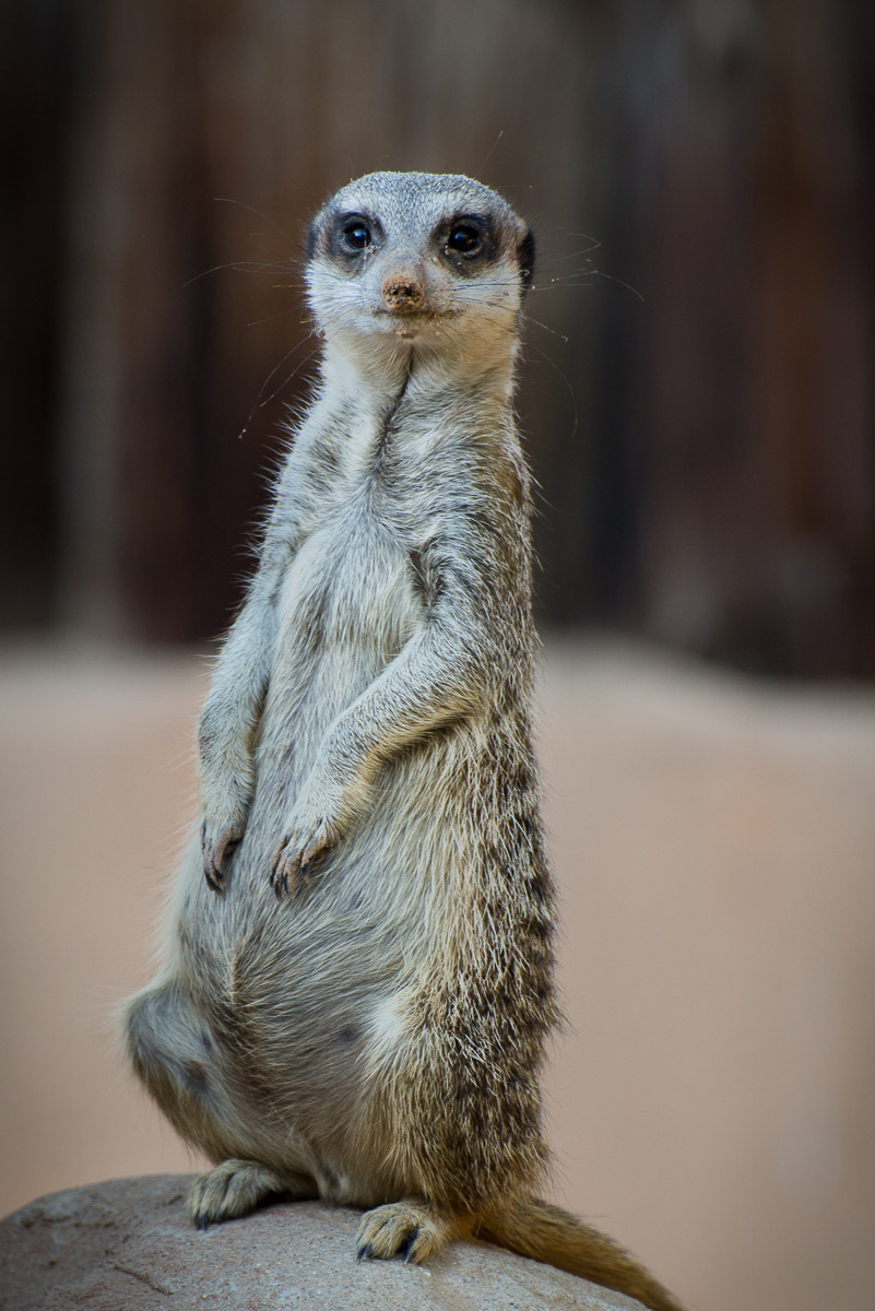 Meerkat