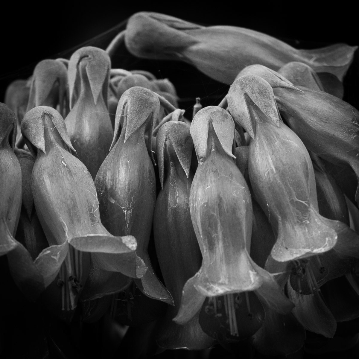 kalanchoe Chandelier