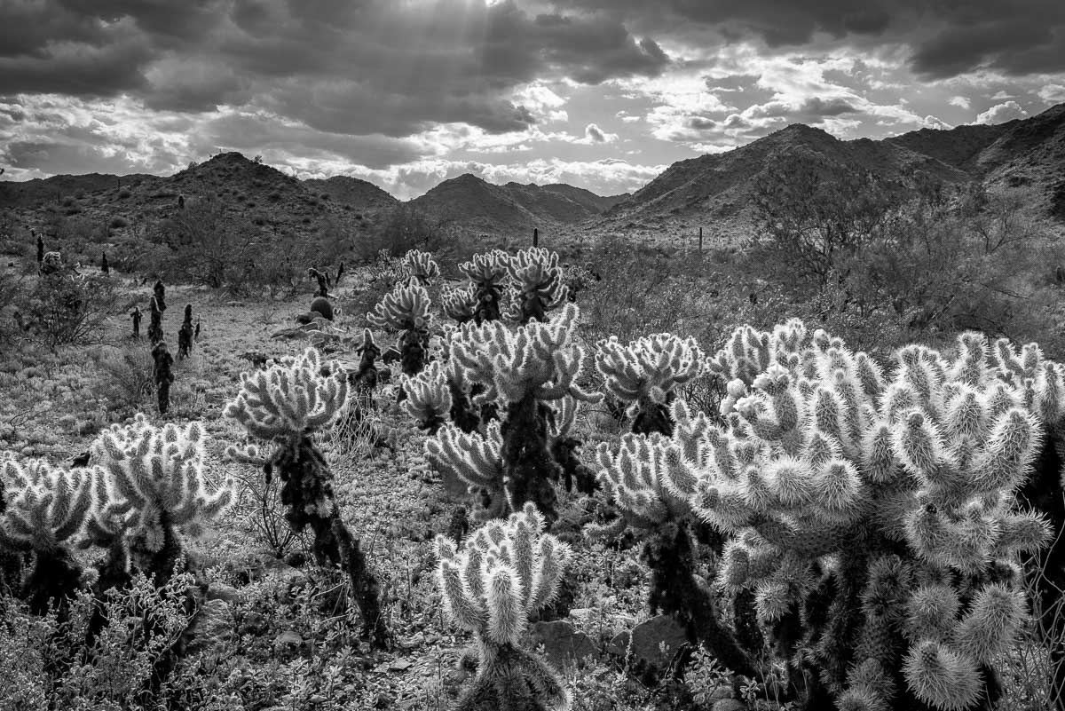 Arizona Desert B&W