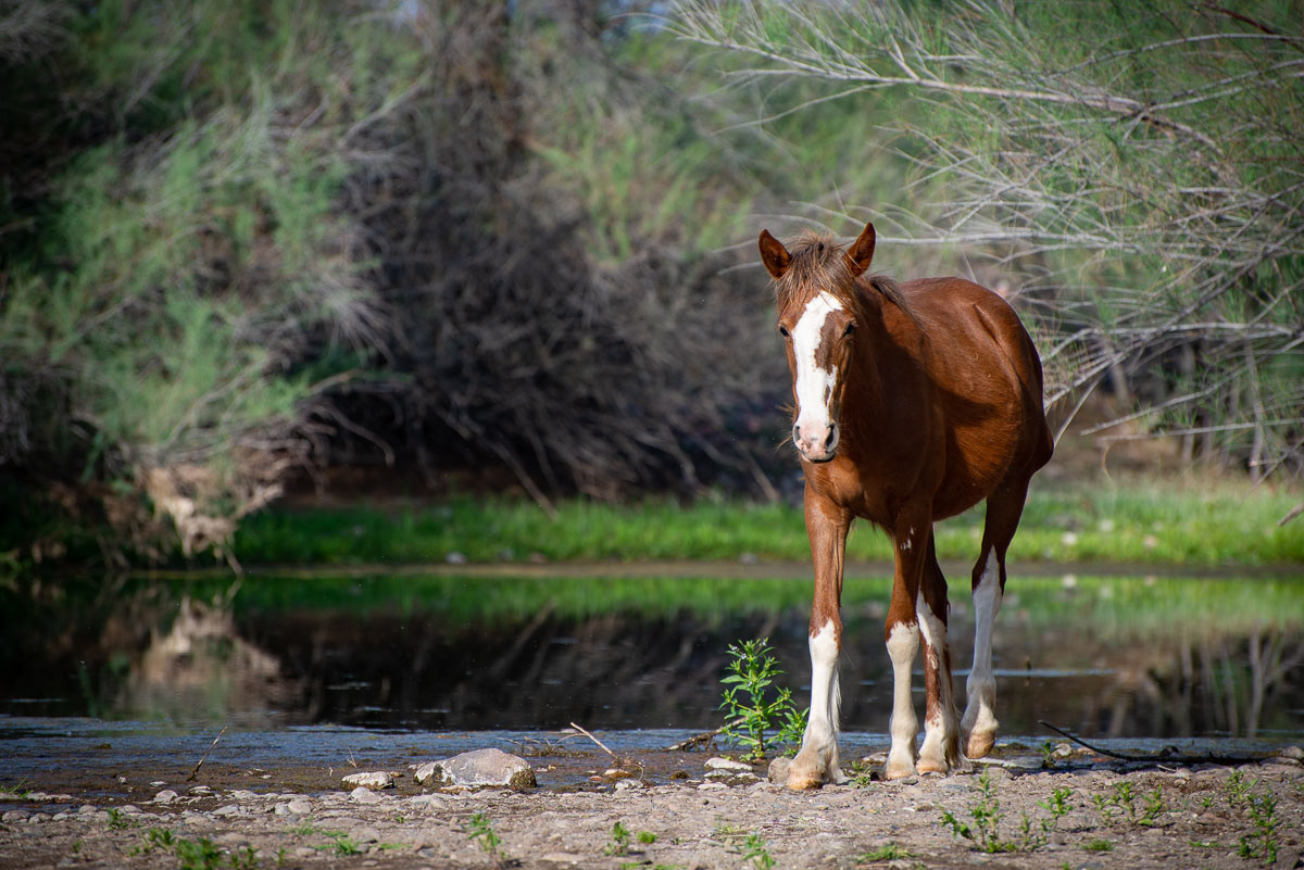 Wild Horses -4