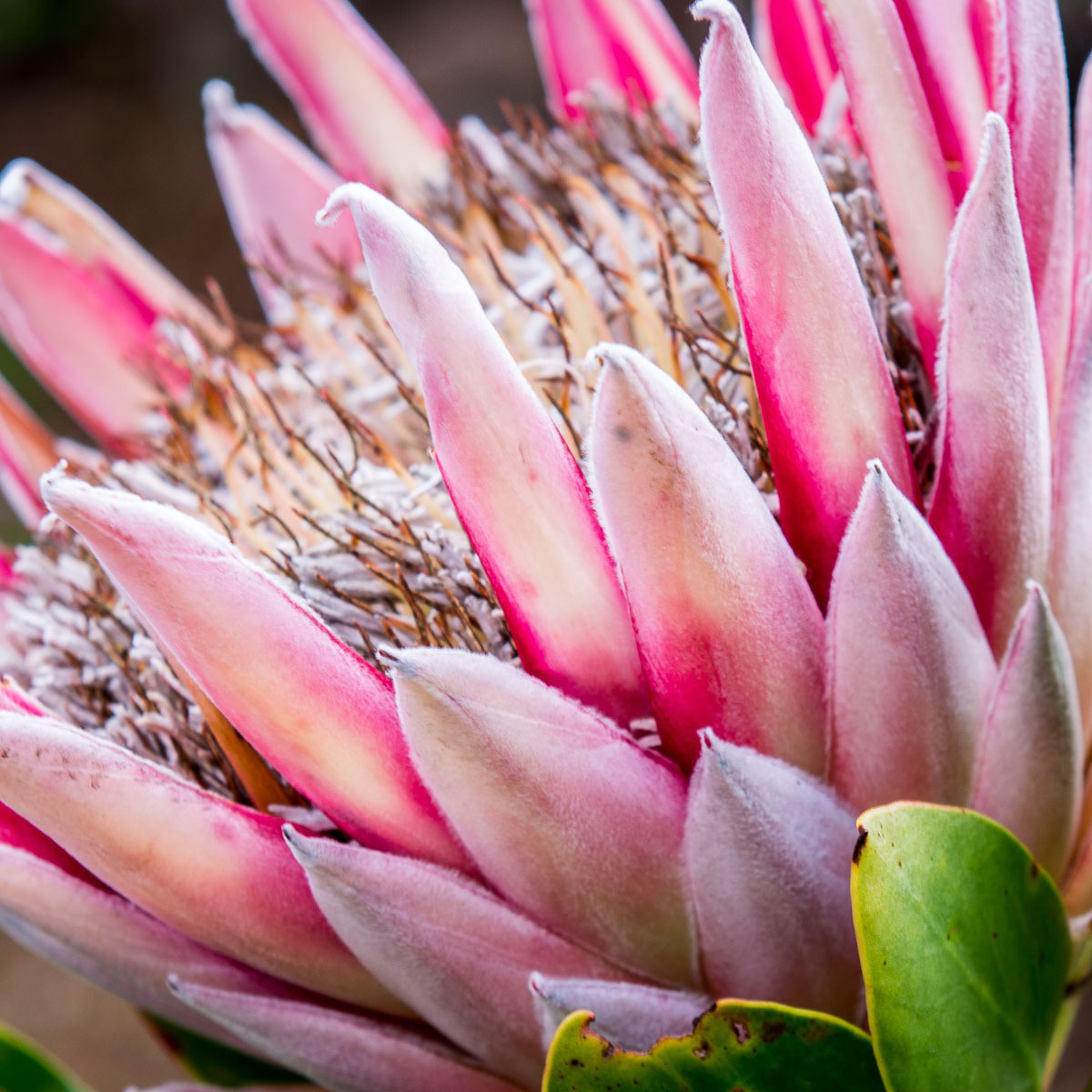 King Protea 1