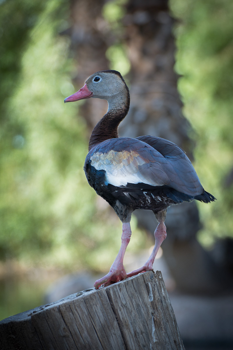 Black-Bellied Whistling Duck