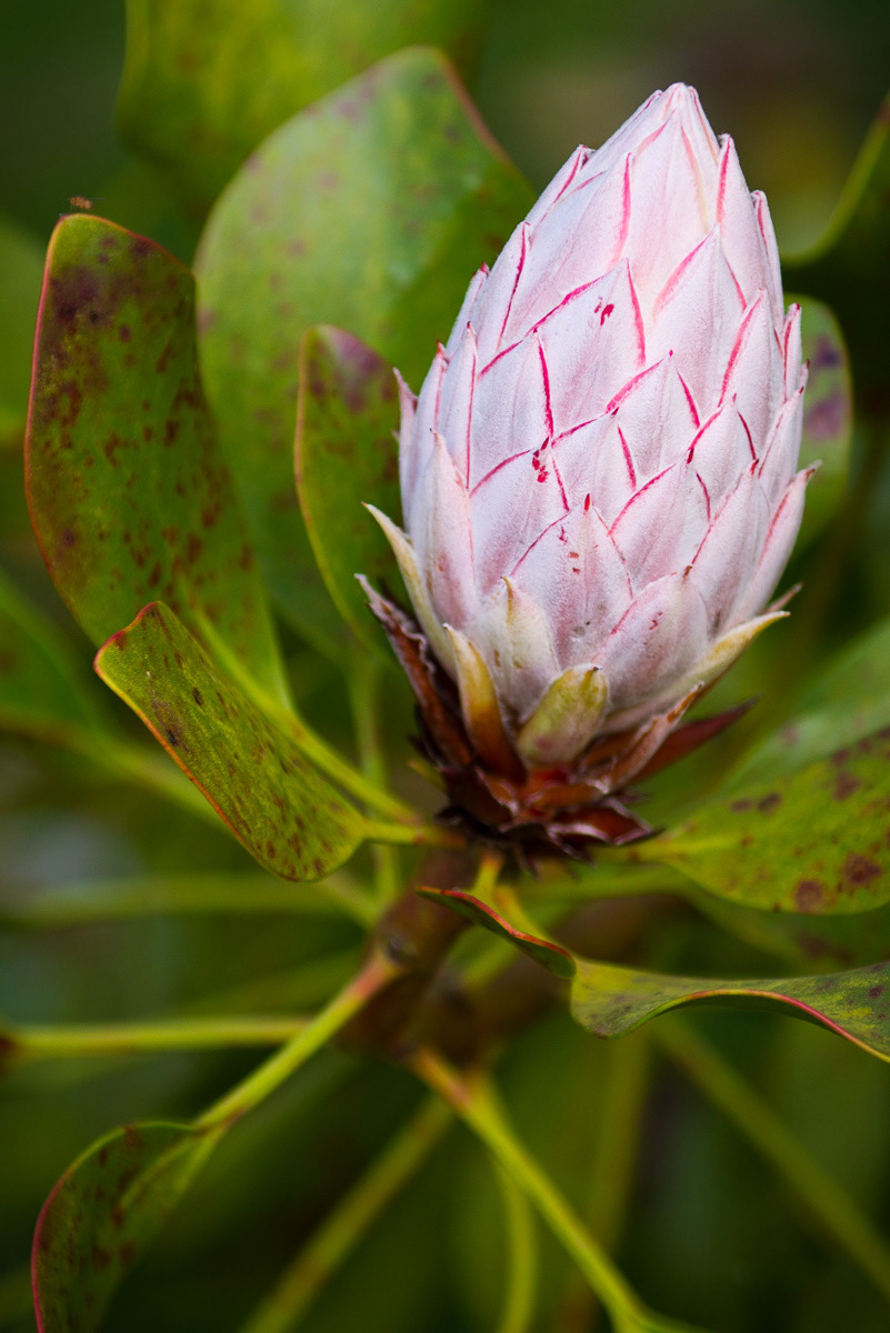 King Protea 3