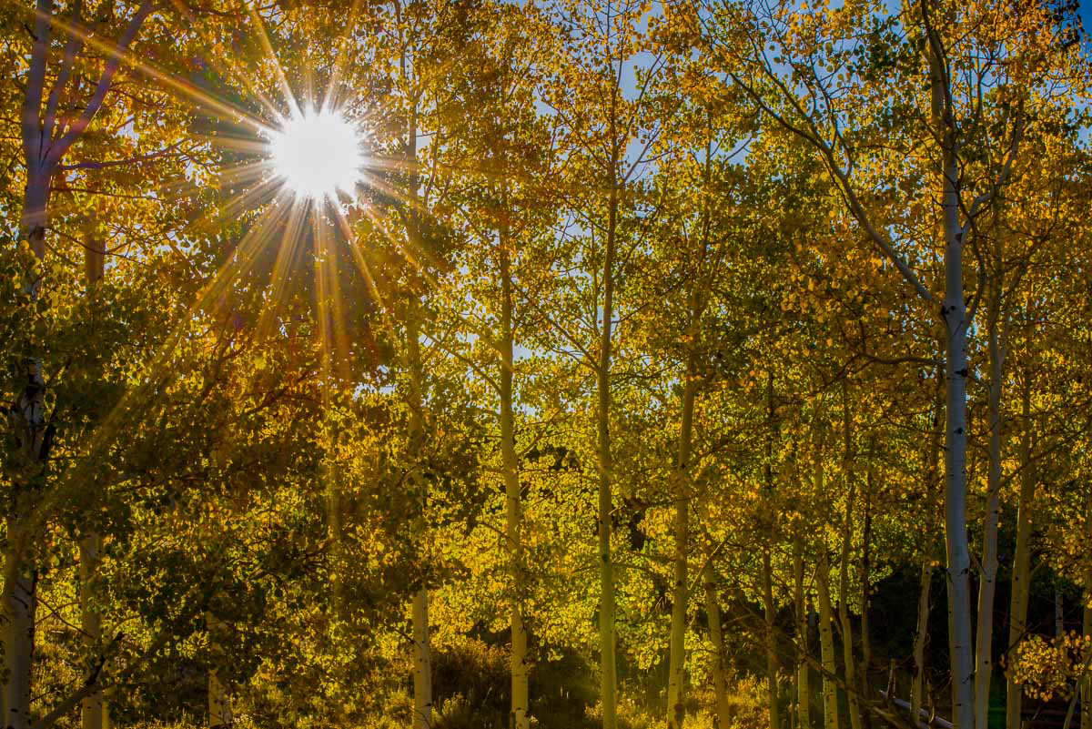 Sun Star through Aspen Trees