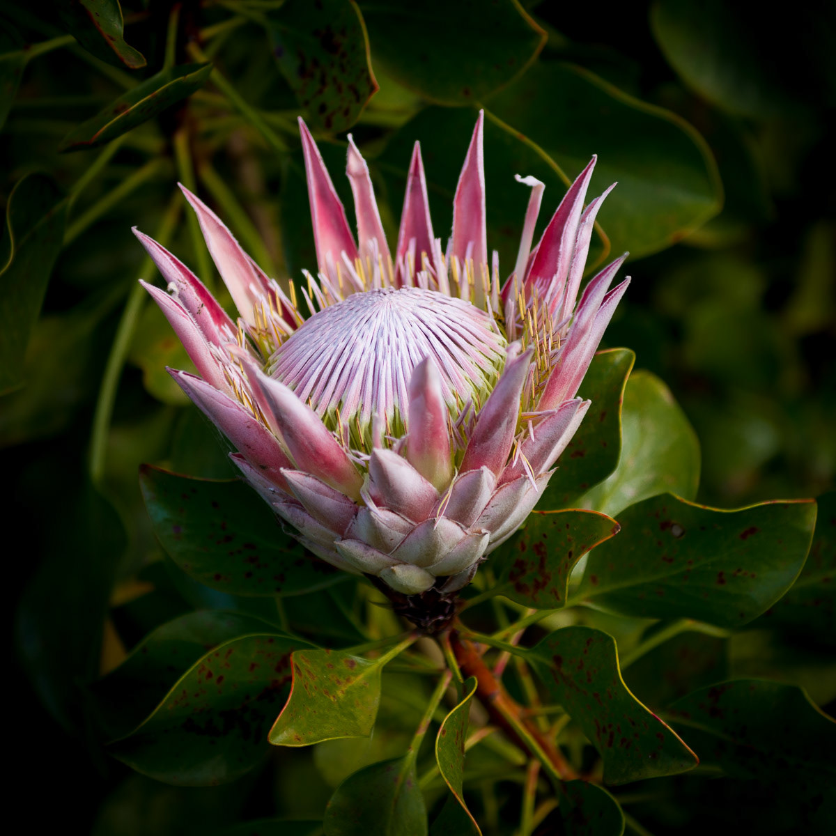 King Protea 2