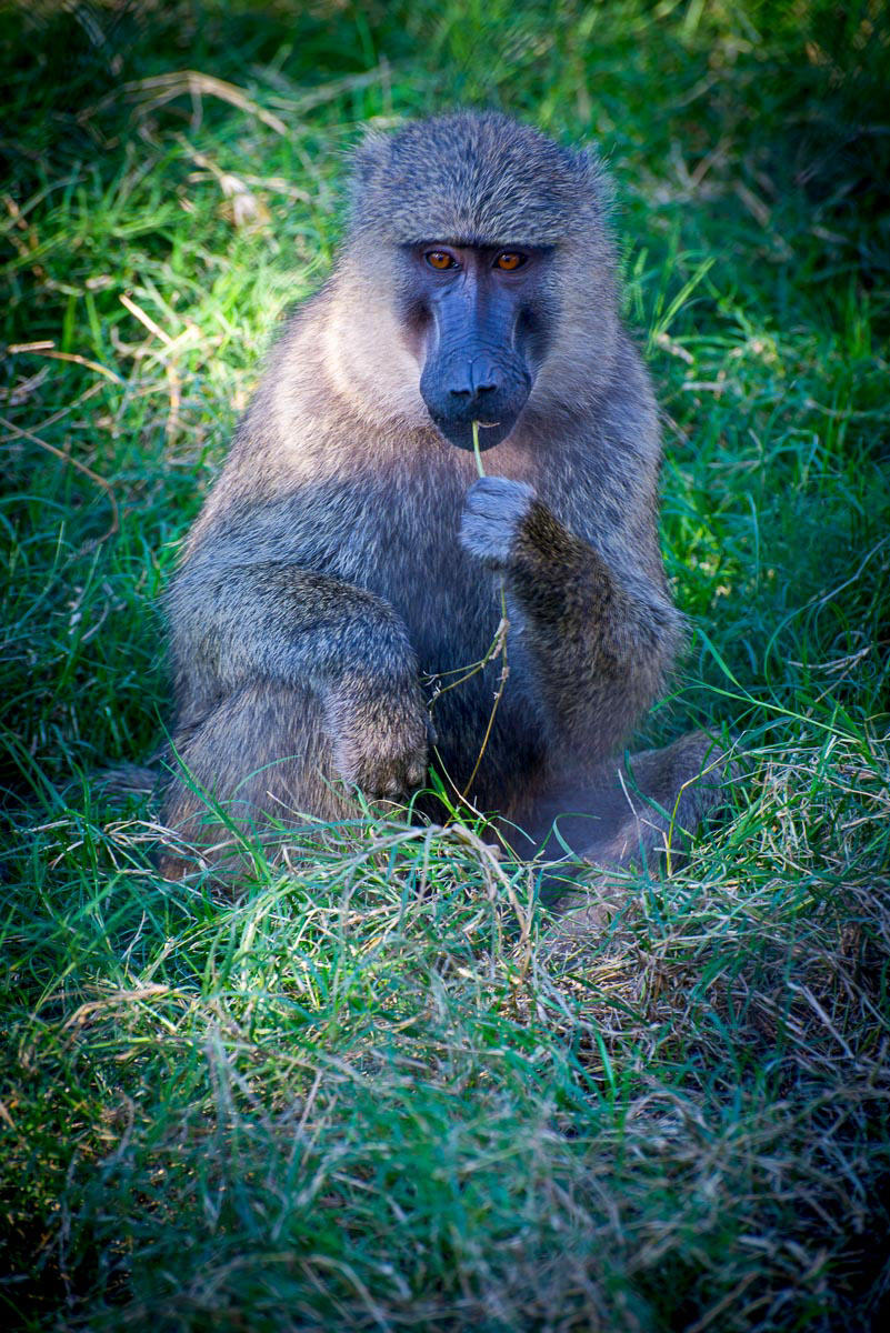 Chacma (Cape) Baboon