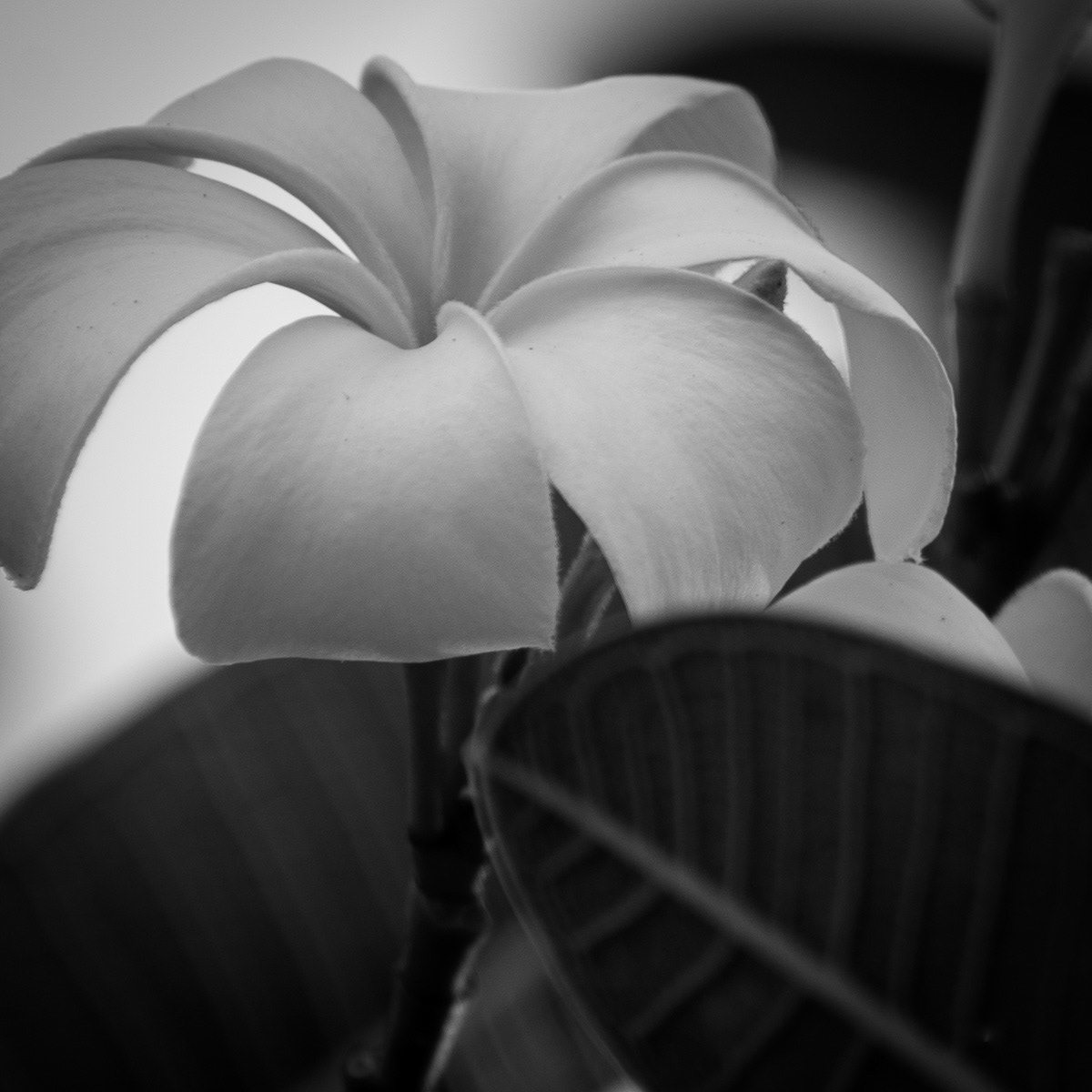 Plumeria-Hawaiian Lei Flower