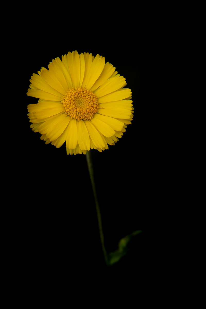 Yellow Daisy