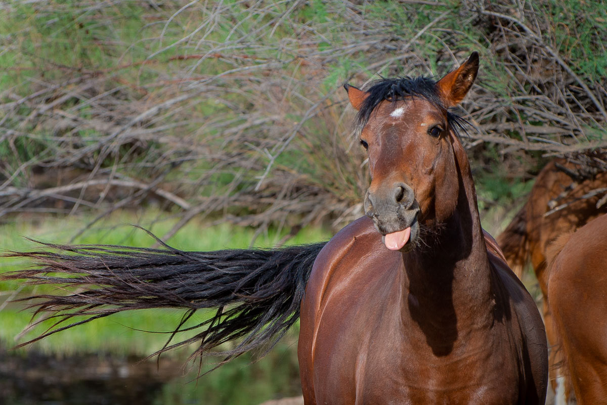 Wild Horses -2