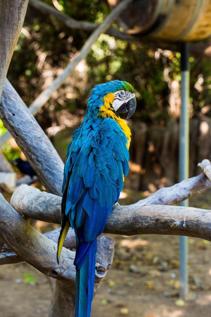 Macaw Parrot Blue