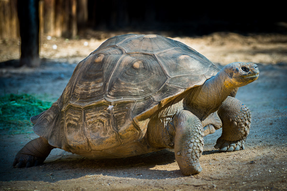 Desert Tortoise