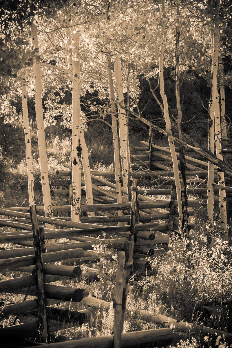 Fence and Aspen Trees Sepia