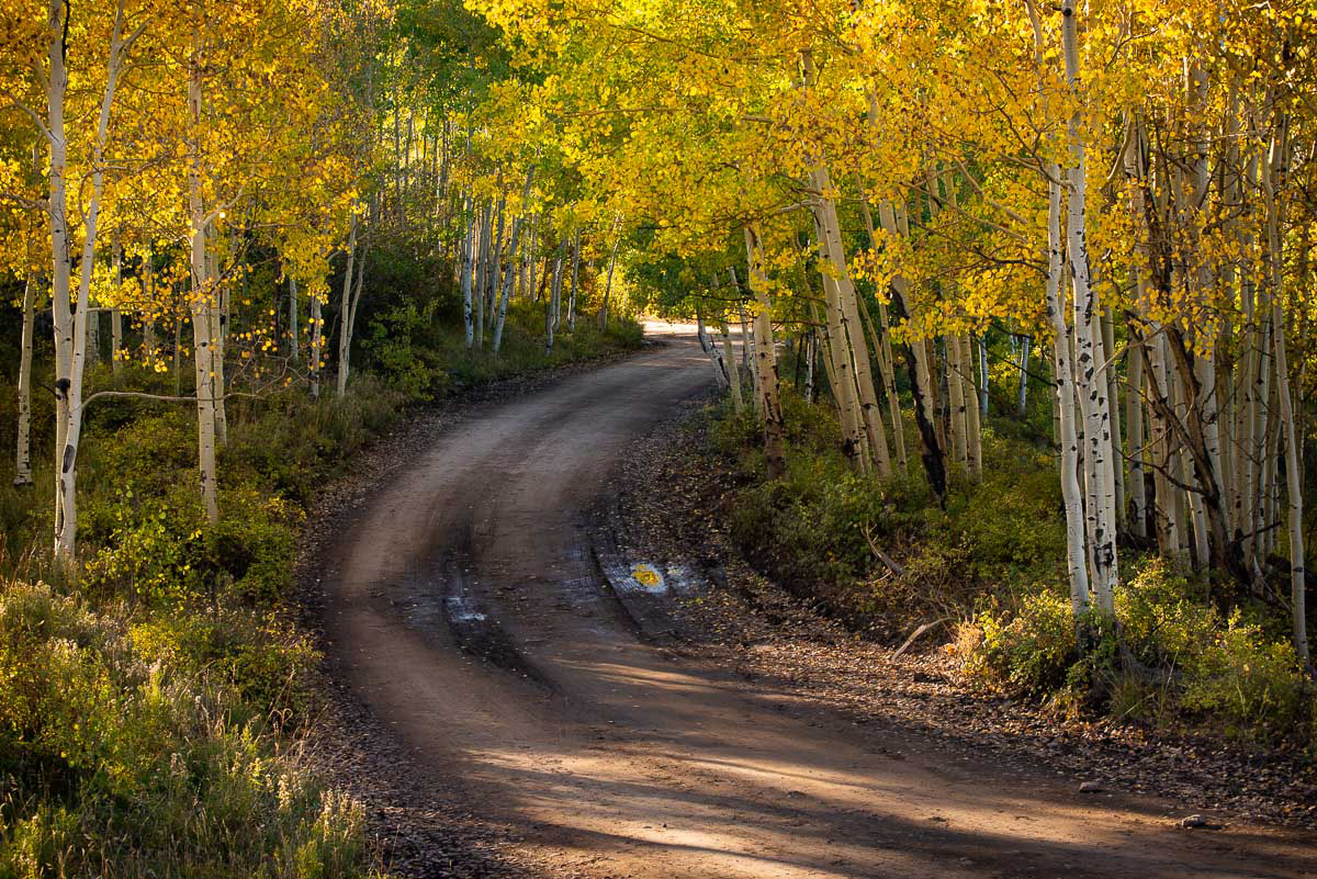 Dirt Road through Aspen Trees