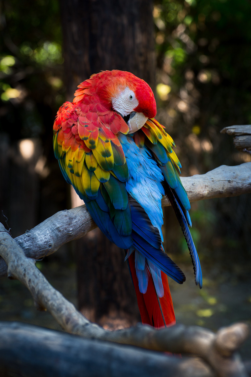 Macaw Parrot Red